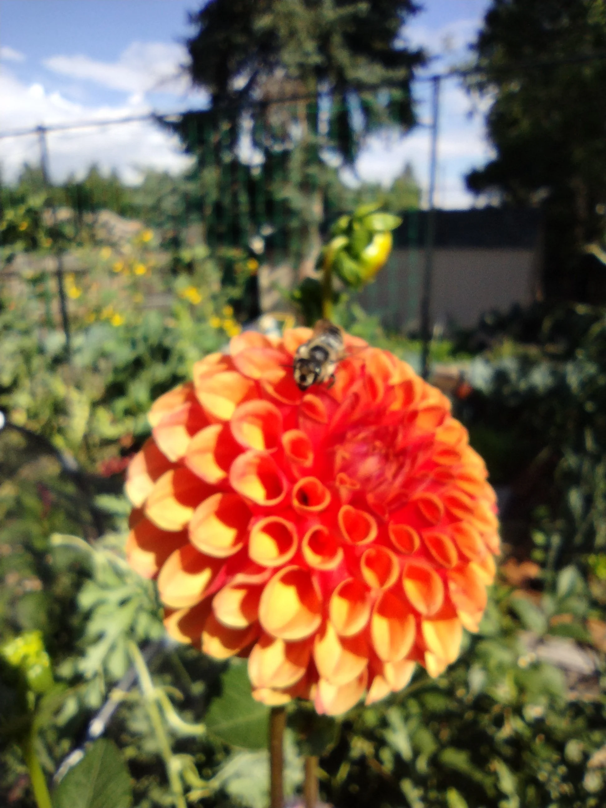 dahlia-bee.jpg