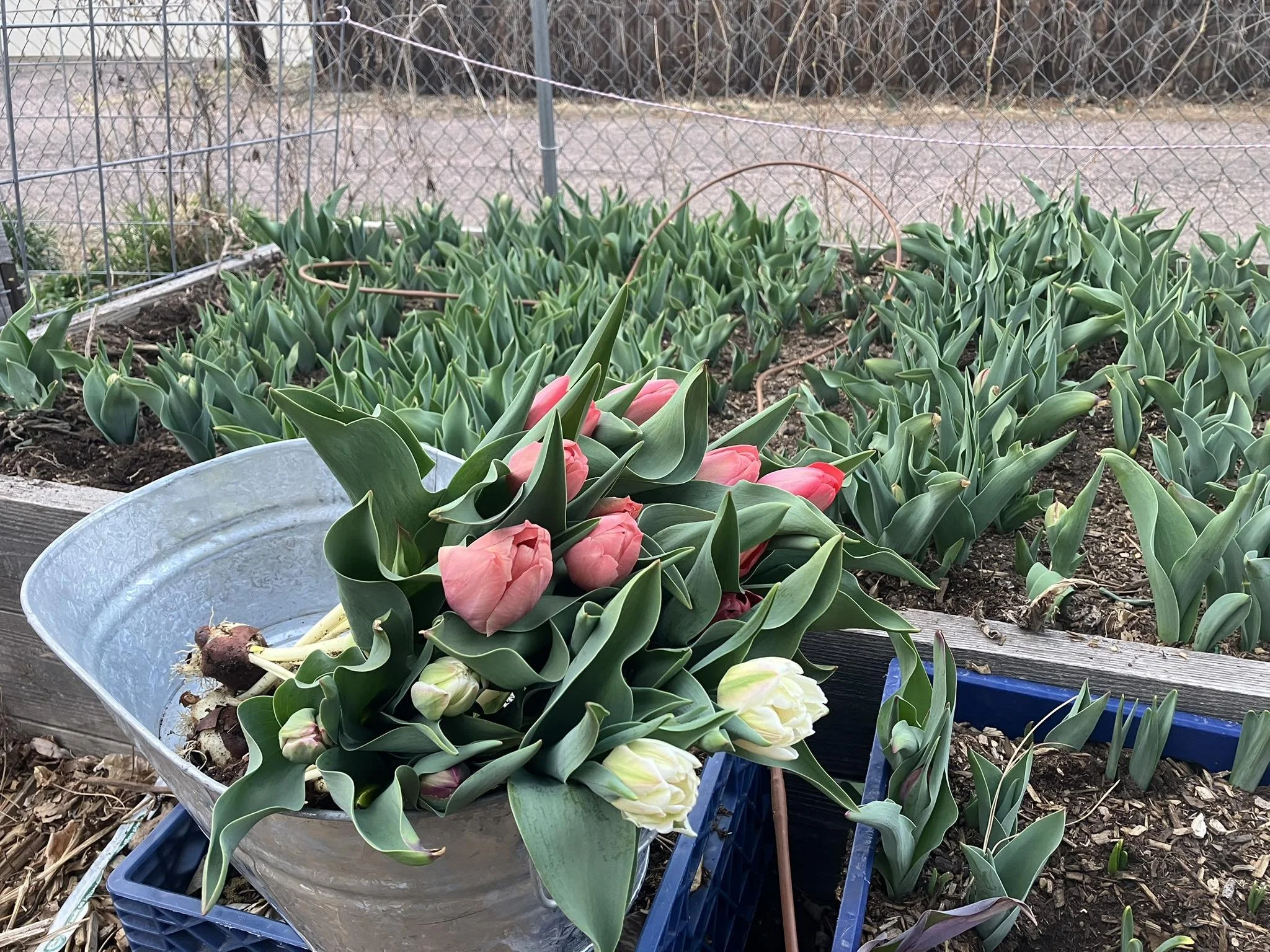 Cut Tulips
