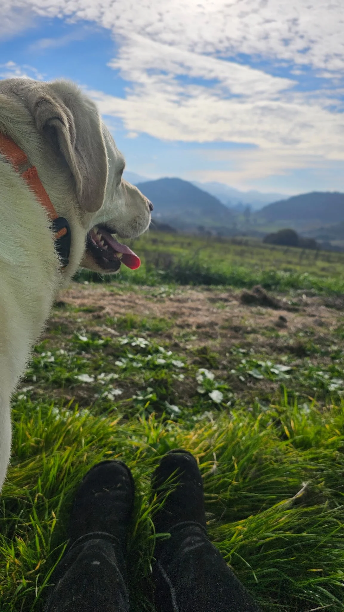 A person sitting in grass with black shoes, looking at a yellow Labrador Retriever dog with a pink tongue, outdoors in a green landscape under a blue sky with clouds.