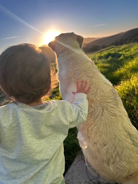 A child petting a dog outdoors during sunset with mountains in the background.