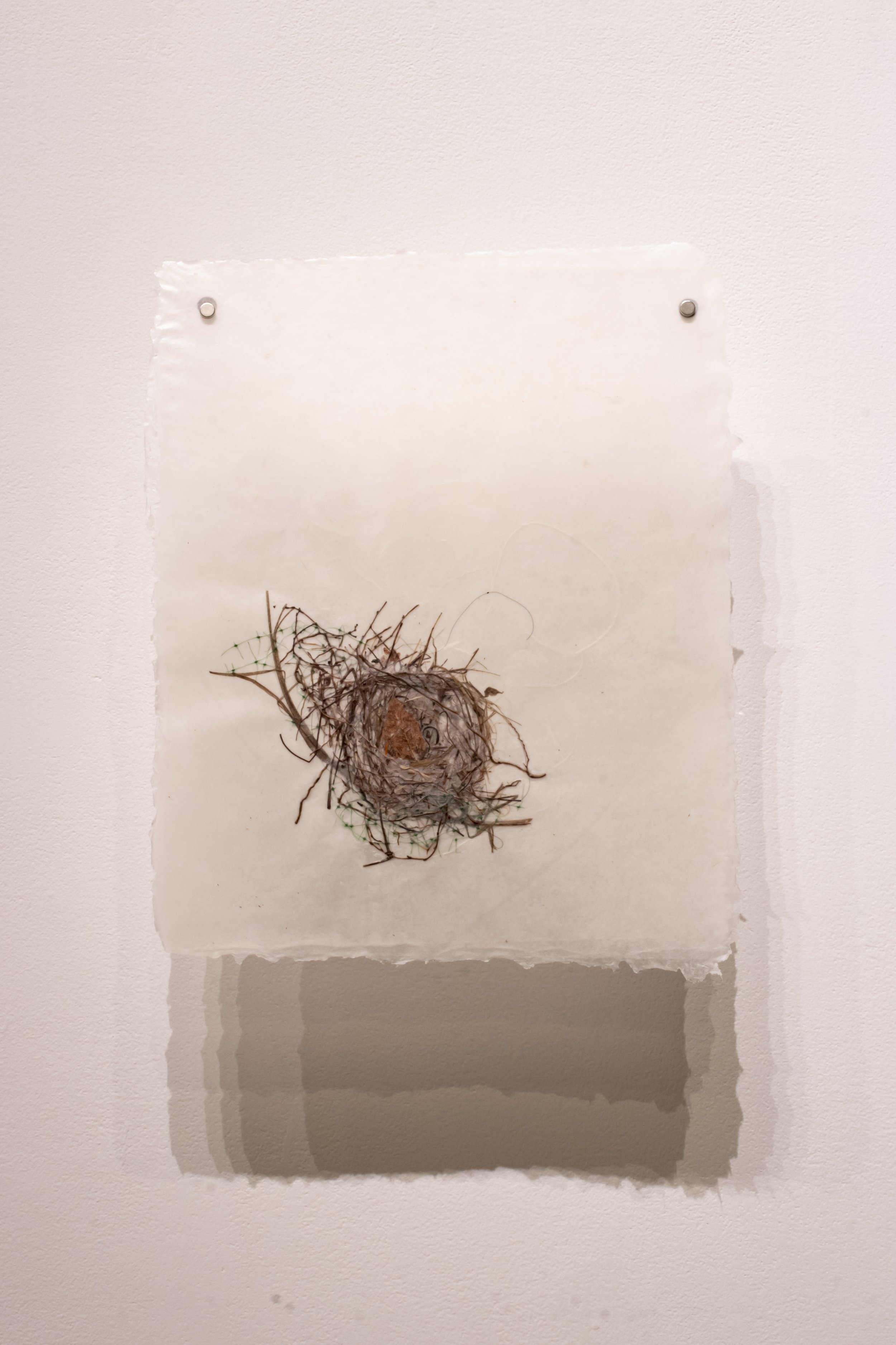 Preserved Nest, fallen bird's nest encased in waxed handmade paper, 2025