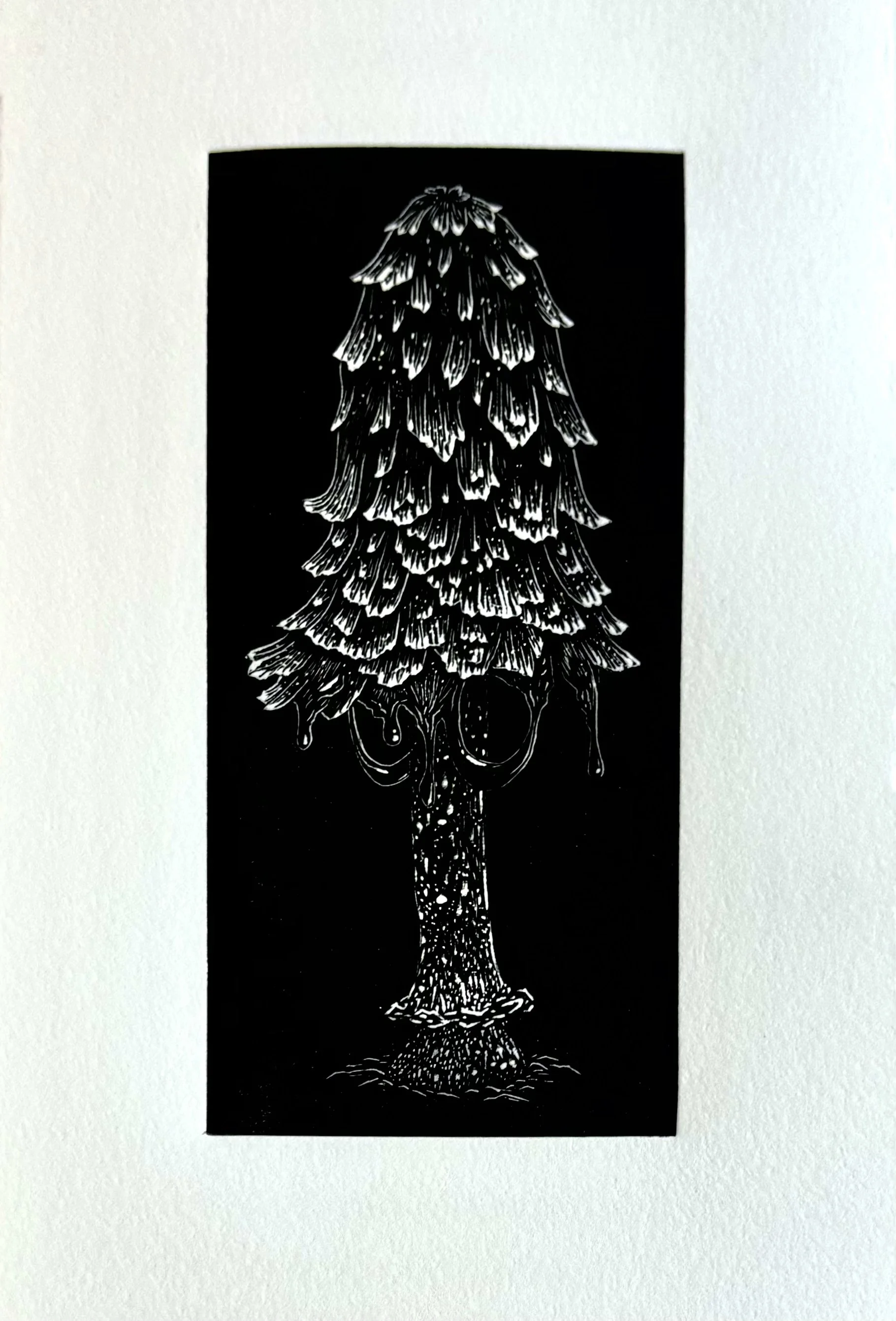 Shaggy Mane, wood engraving, 5 x 11" 2025