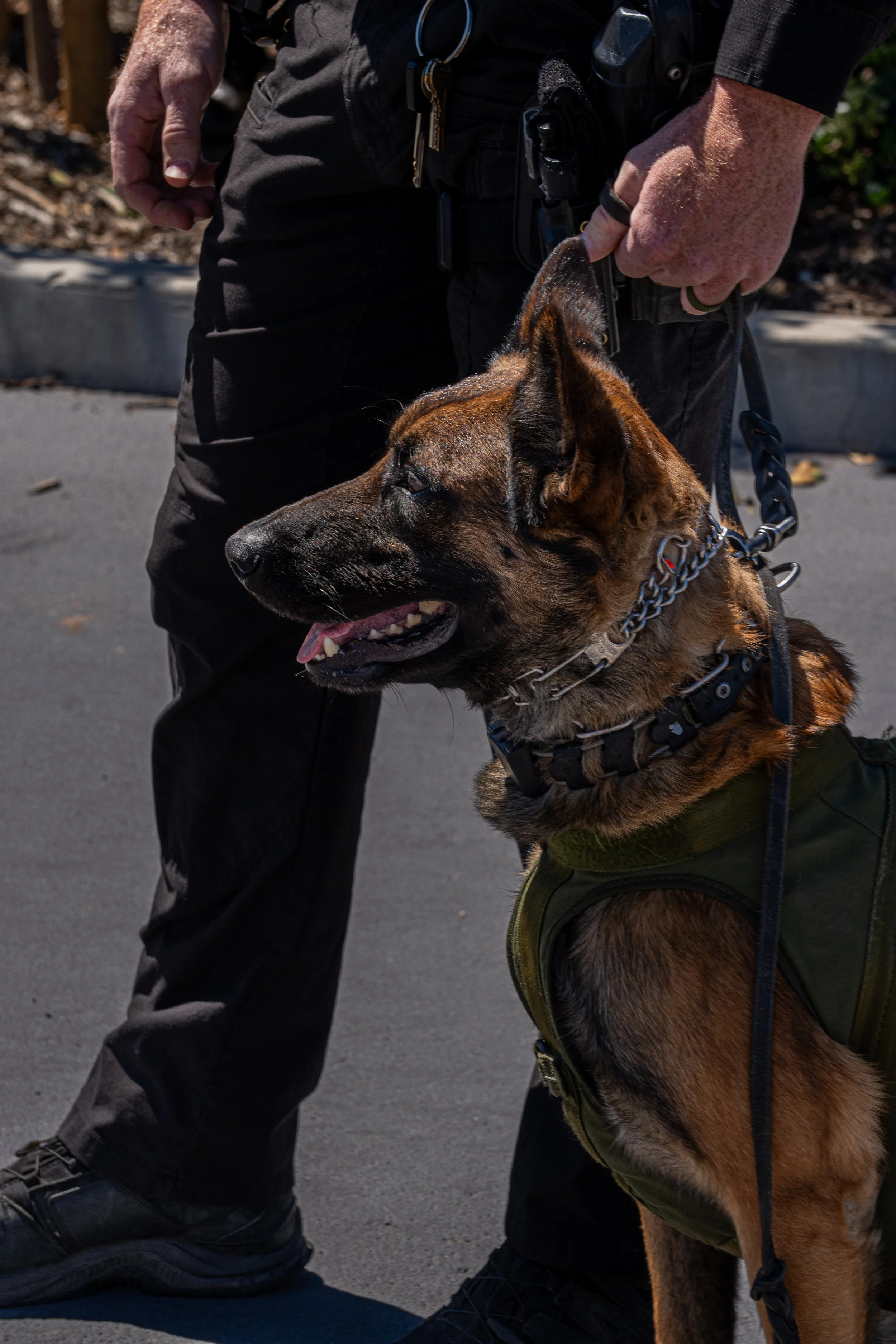 A police officer holding a Belgian Malinois dog on a leash outdoors.