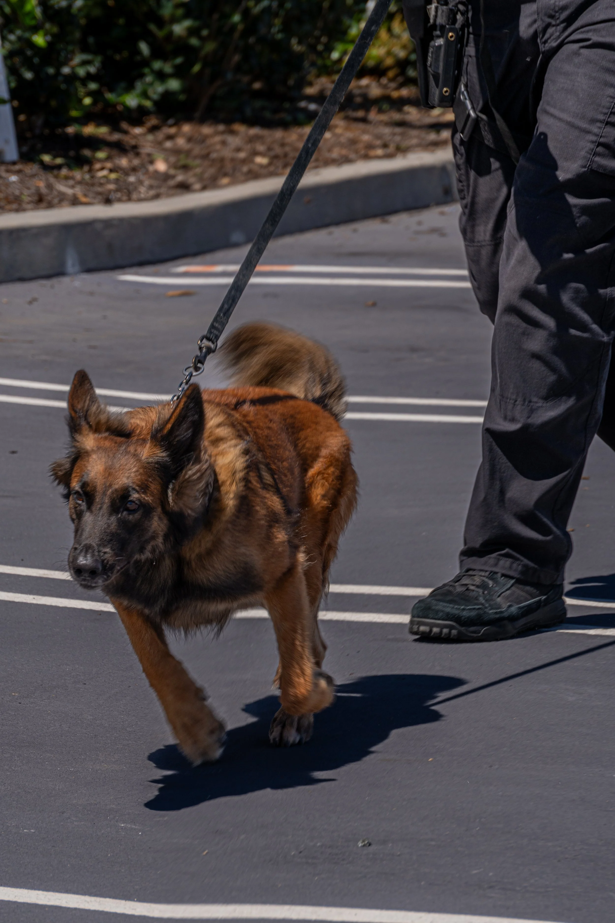 A German Shepherd police dog on a leash being trained or worked by a person in a parking lot.