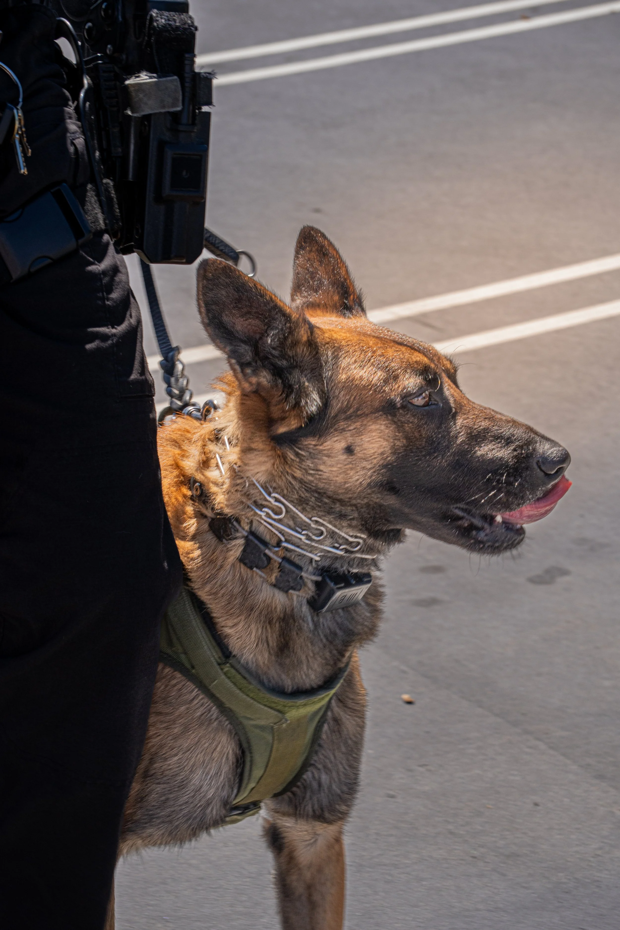 A German shepherd police dog with a green harness, standing next to a person in black clothing, on a paved street with white lane markings.