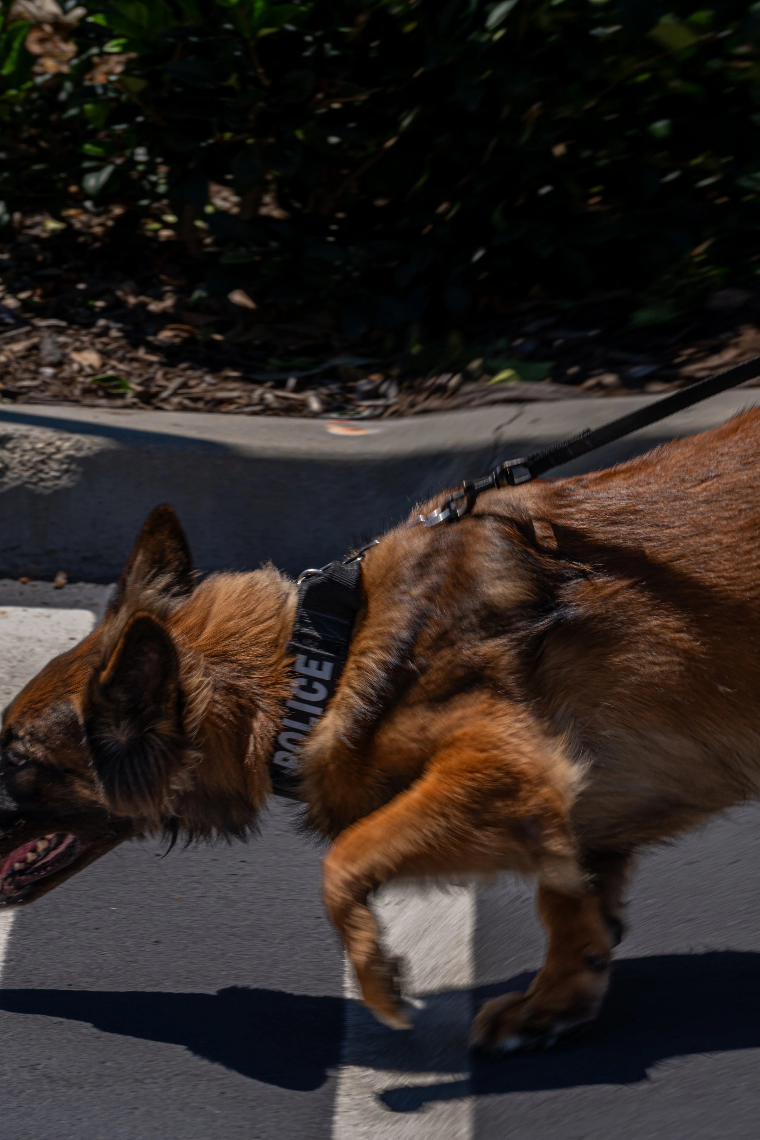 A police dog, likely a Belgian Malinois, walking on a sidewalk with a black harness labeled 'POLICE'. The dog has a reddish-brown coat and is on a leash, with some greenery in the background.