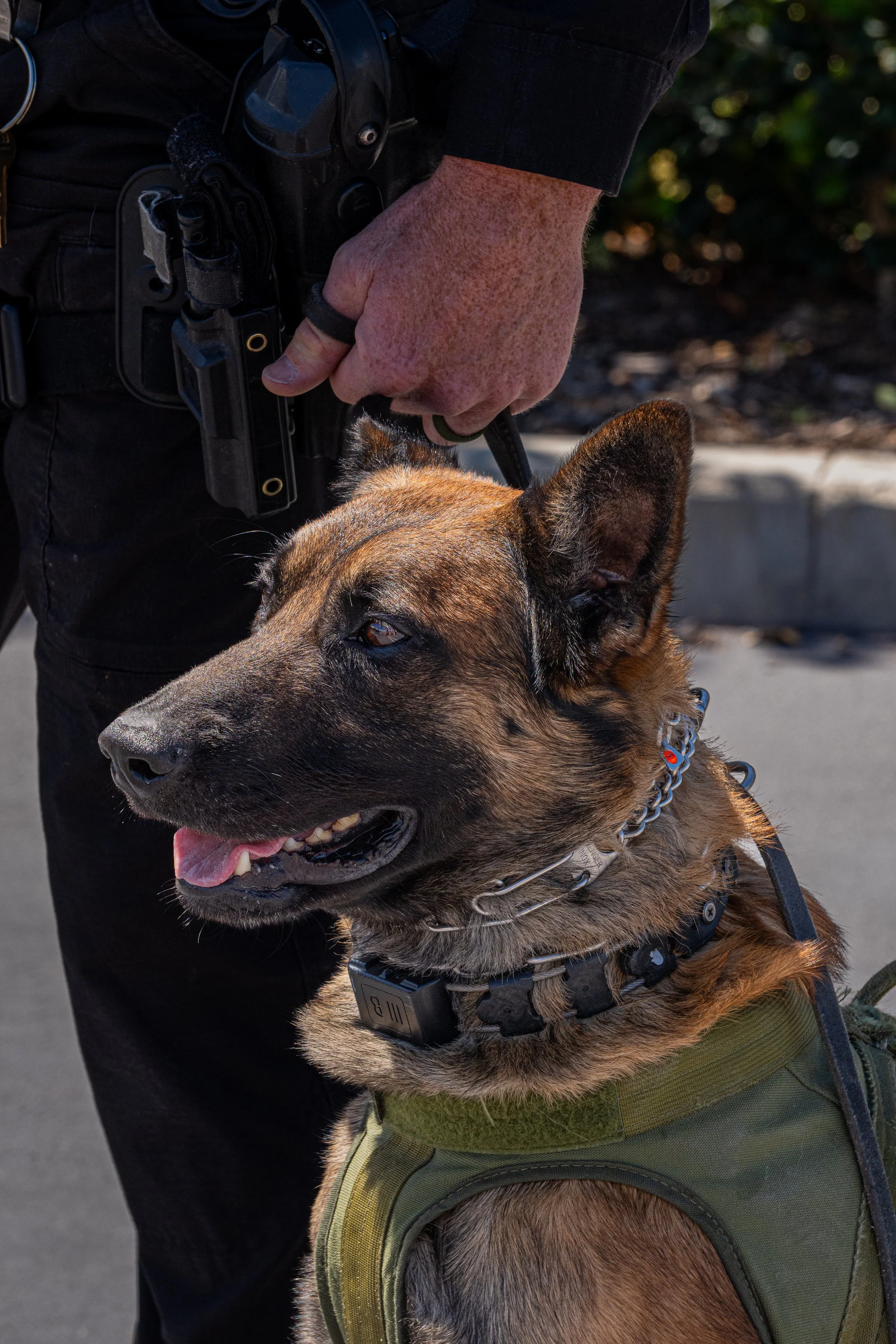 A police officer petting a police dog with a leash, with the dog wearing a harness and collar, standing on a sidewalk.