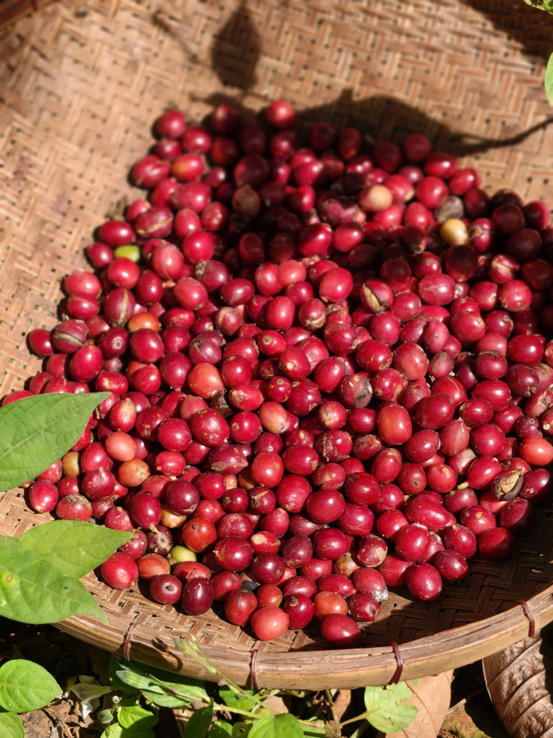 Naturally ripe coffee cherries hand-picked in a woven basket outdoors.
