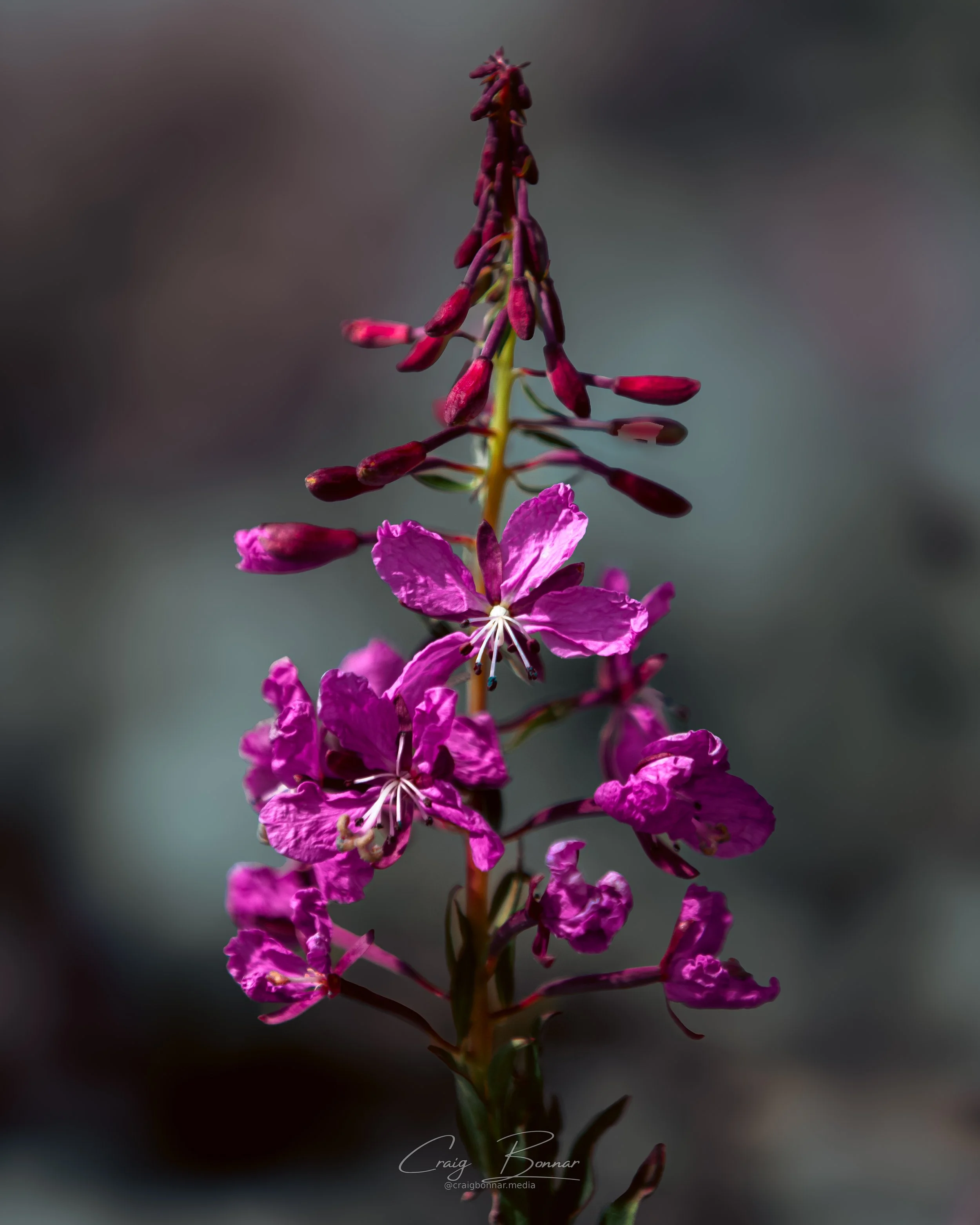 _MG_3324.jpg