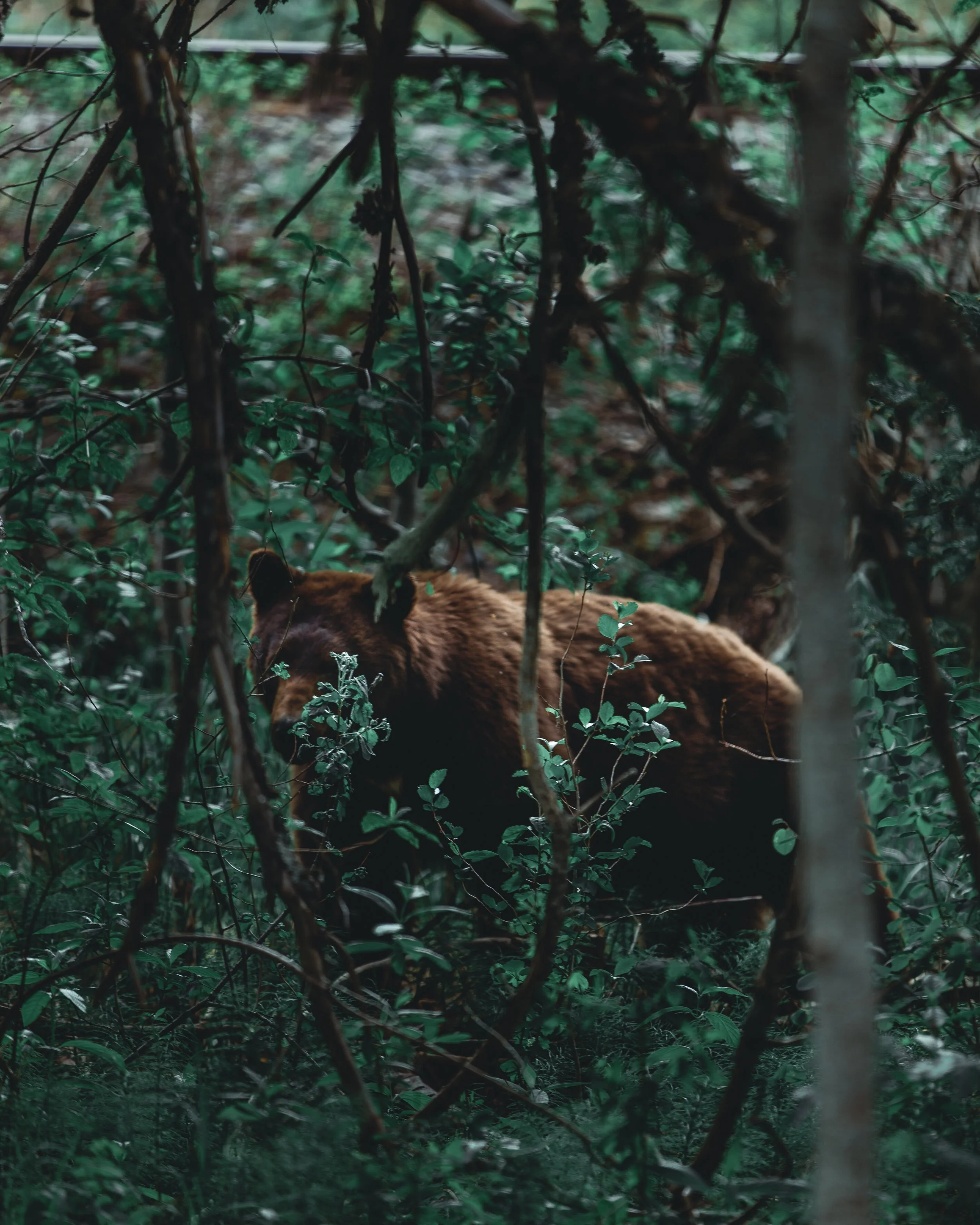 Nature