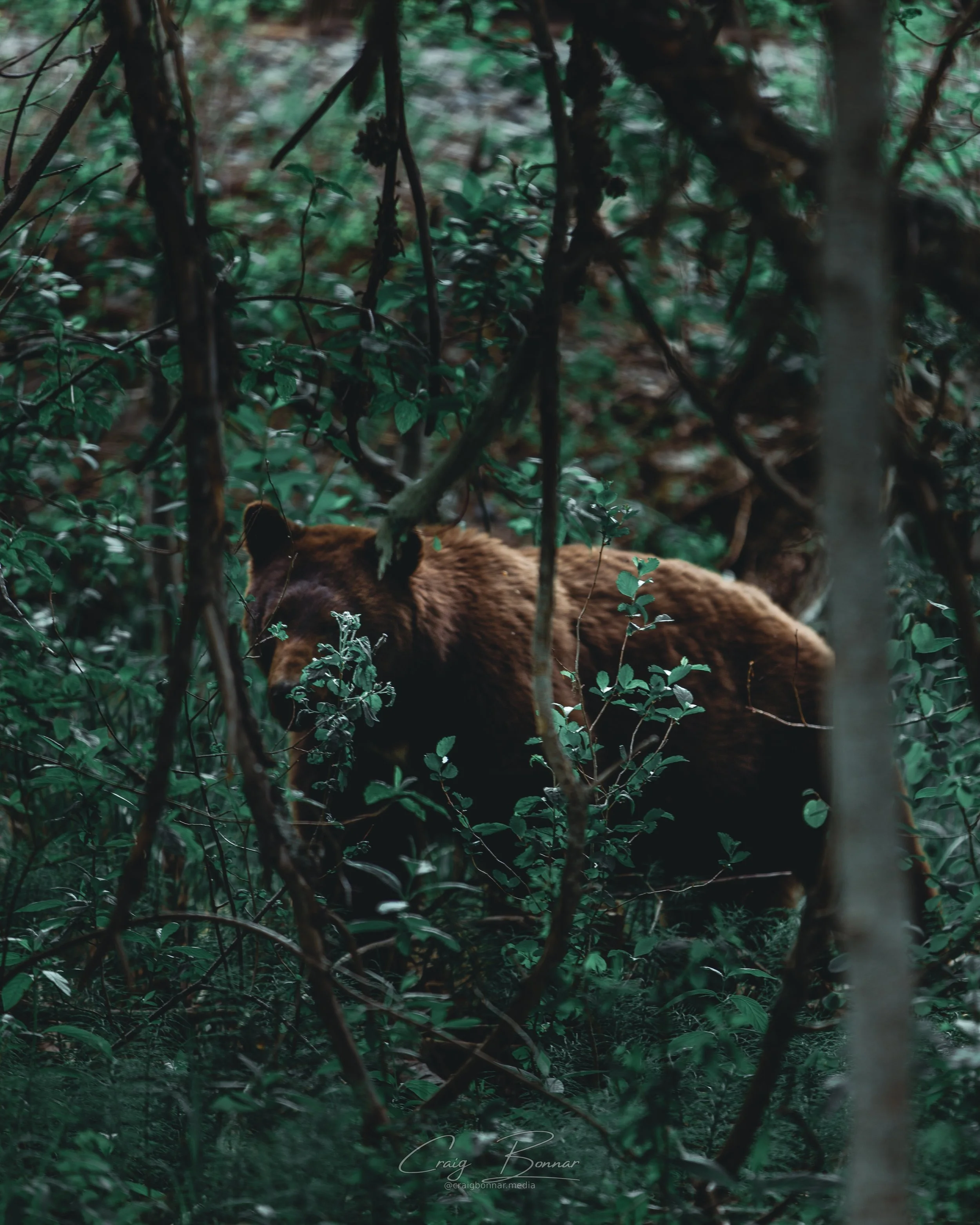A dense forest scene with green foliage, branches, and a partially visible brown animal, possibly a bear, blending into the surroundings.