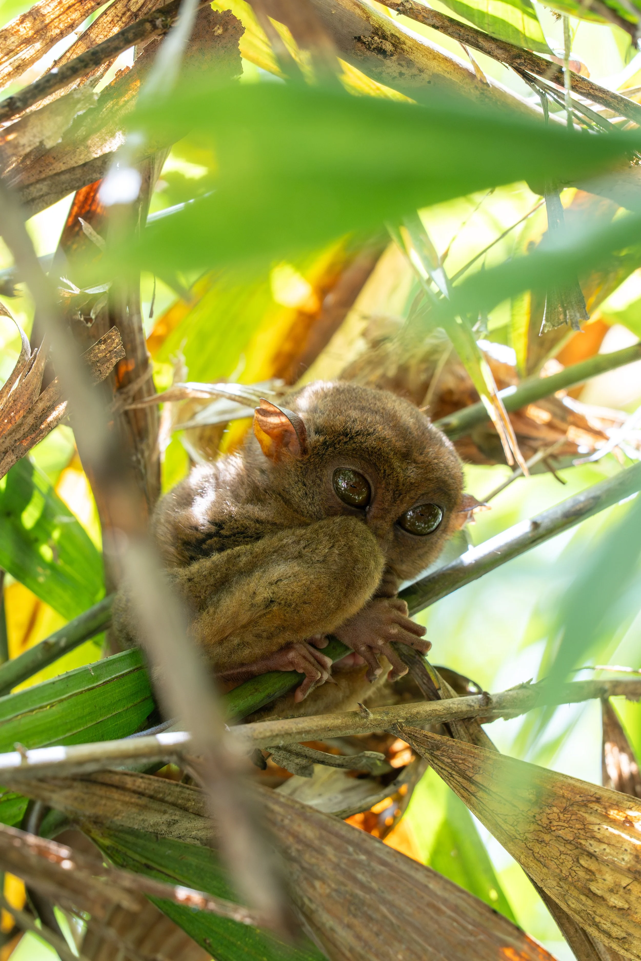 Wildlife