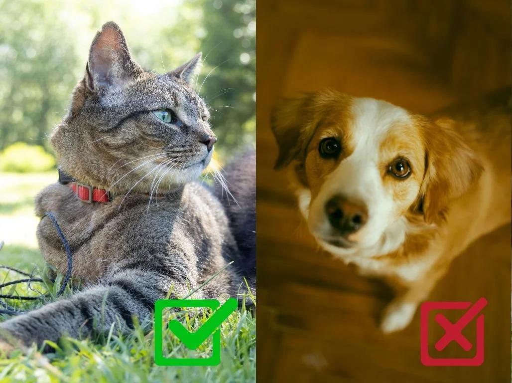 Comparaison d'angle de prise de vue pour portrait animalier — à gauche un chat photographié à sa hauteur en extérieur (bon exemple), à droite un chien photographié de haut avec distorsion (mauvais exemple)