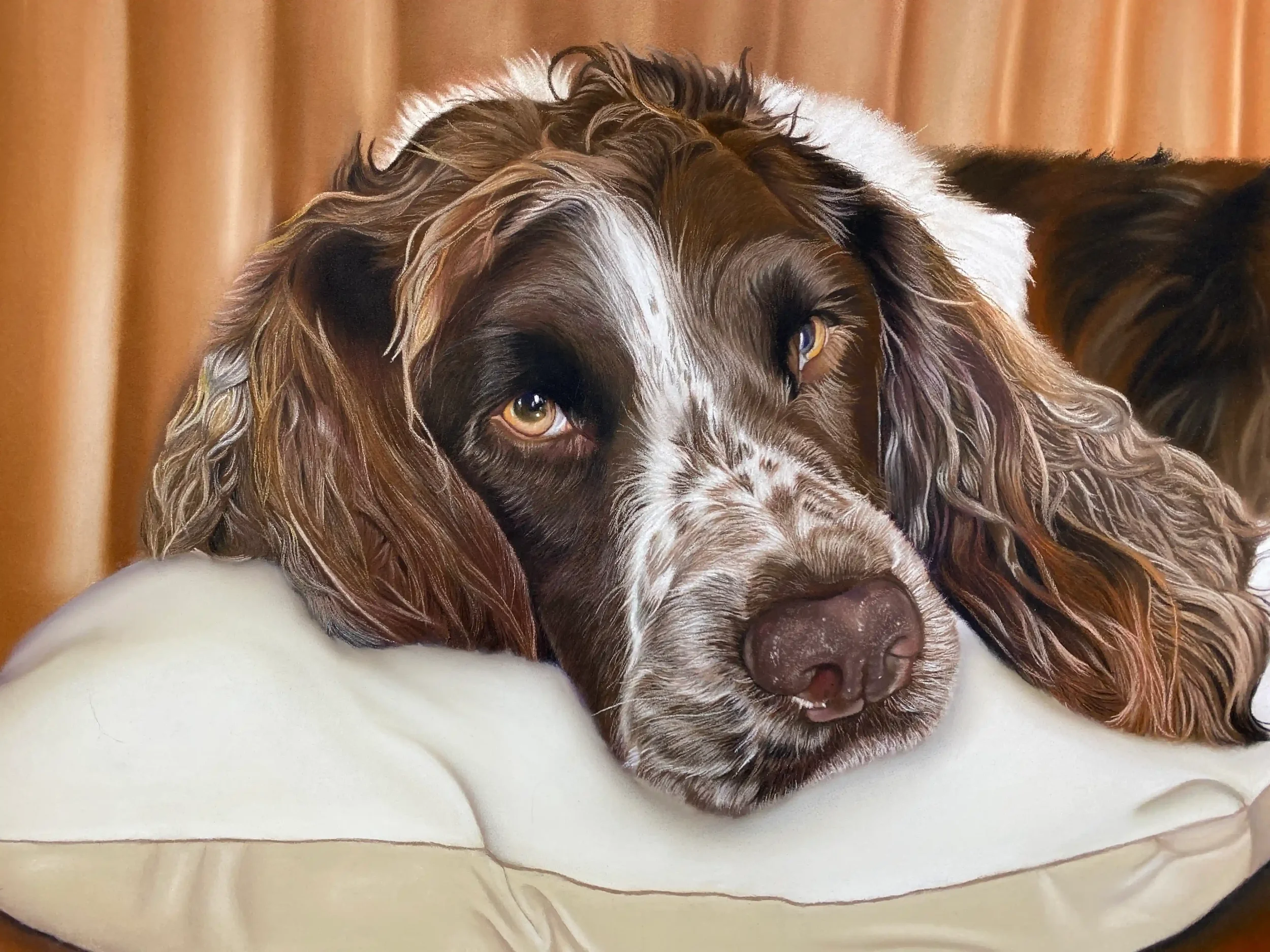 Portrait d'un springer anglais au pastel sec, tête posée tendrement sur un coussin blanc, regard doux et expressif, peint par Lydia Mériaux — portrait de chien sur commande