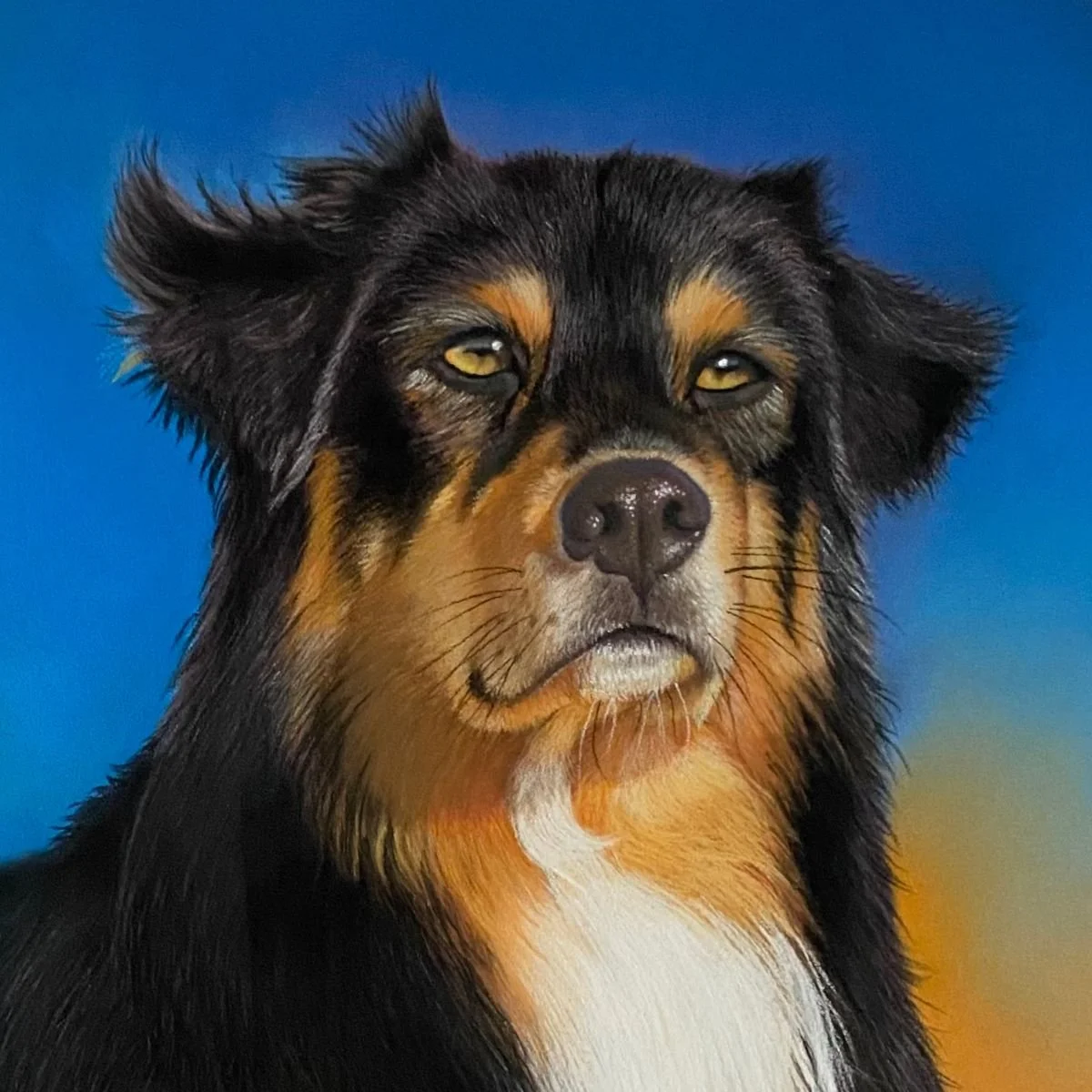 Détail du regard du berger australien, pastel sec sur Pastelmat. Lydia Mériaux, artiste peintre