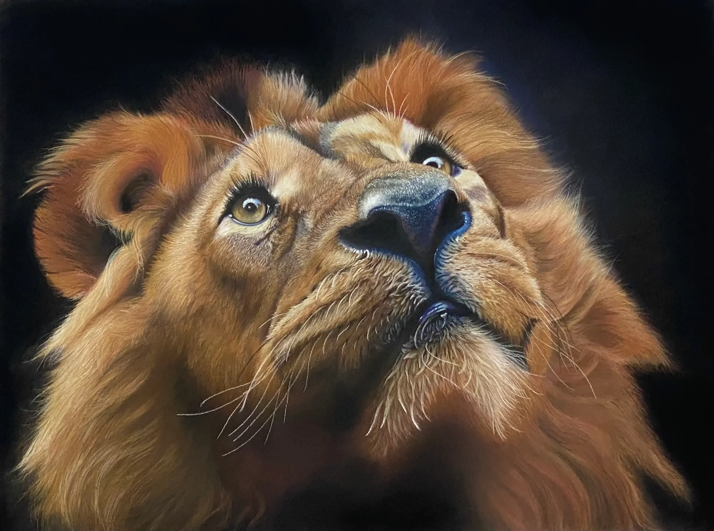 Portrait de jeune lion au pastel sec, art animalier réaliste peint à la main par Lydia Mériaux, artiste peintre en Hauts-de-France.