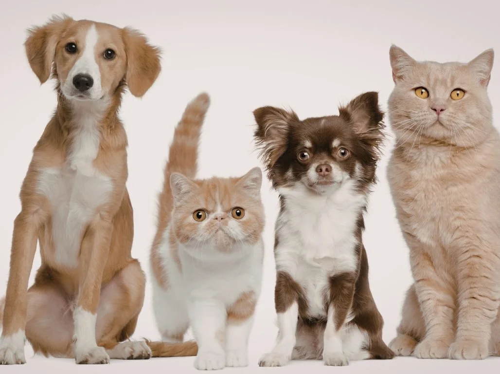 Exemple de composition avec plusieurs animaux de compagnie — deux chiens et deux chats photographiés ensemble, illustration pour la réalisation d'un portrait animalier peint par Lydia Mériaux