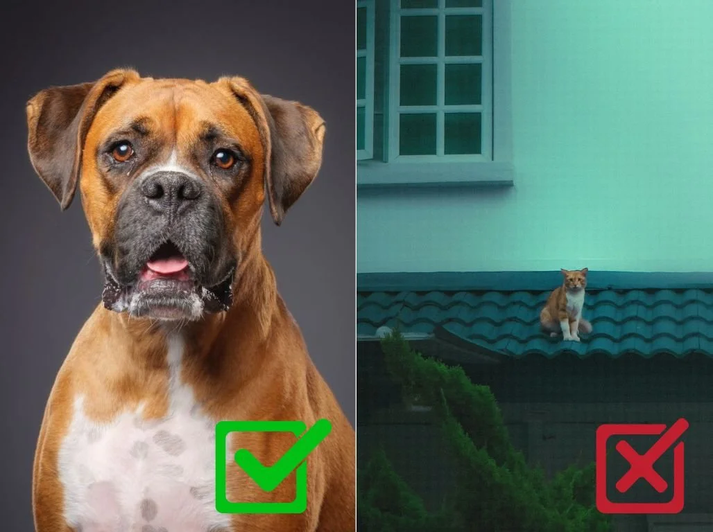 Comparaison de cadrage pour photo de référence portrait animalier — à gauche un boxer photographié en cadrage serré sur le visage (bon exemple), à droite un chat photographié de loin sur un toit avec arrière-plan encombré (mauvais exemple)