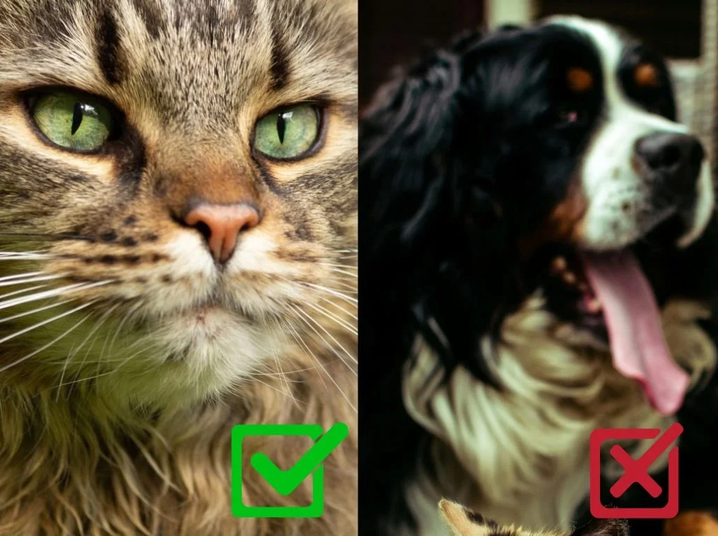 Comparaison de deux photos de référence pour portrait animalier — à gauche un chat aux yeux nets et expressifs (bon exemple), à droite un chien aux yeux flous et sombres (mauvais exemple)