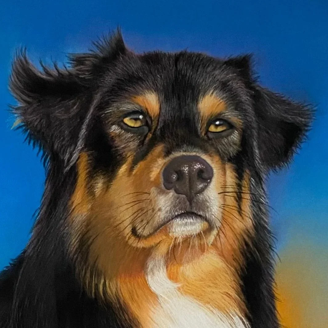 Portrait de berger australien au pastel sec, portrait de chien peint à la main par Lydia Mériaux, artiste peintre en Picardie, Hauts-de-France.
