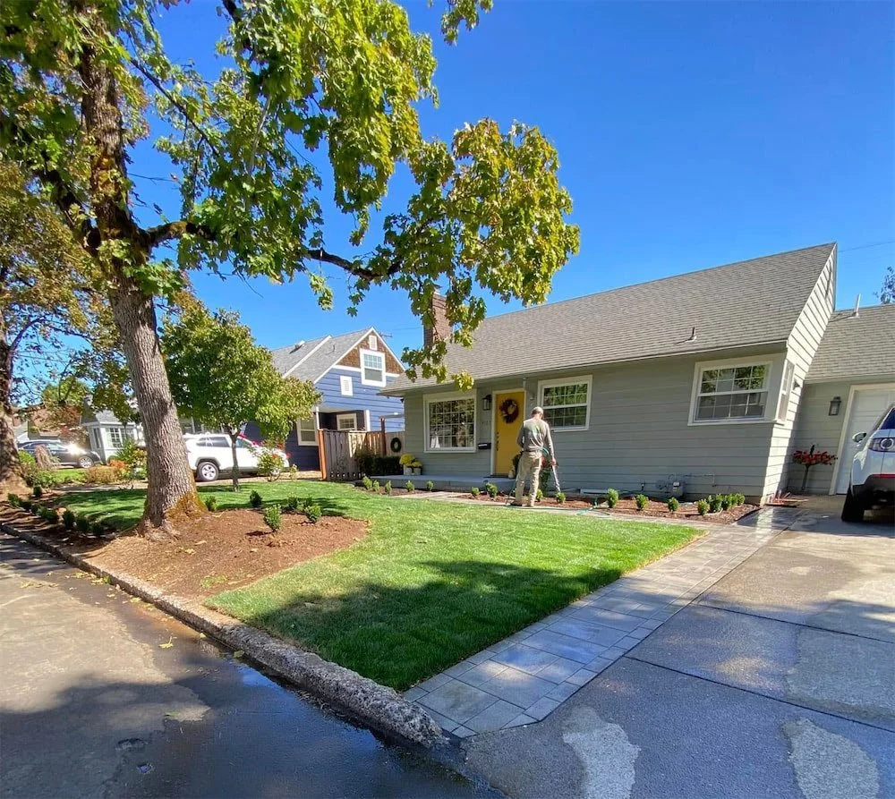 A person watering a freshly landscaped front yard with small shrubs, green grass, and a large tree in a suburban neighborhood on a sunny day.