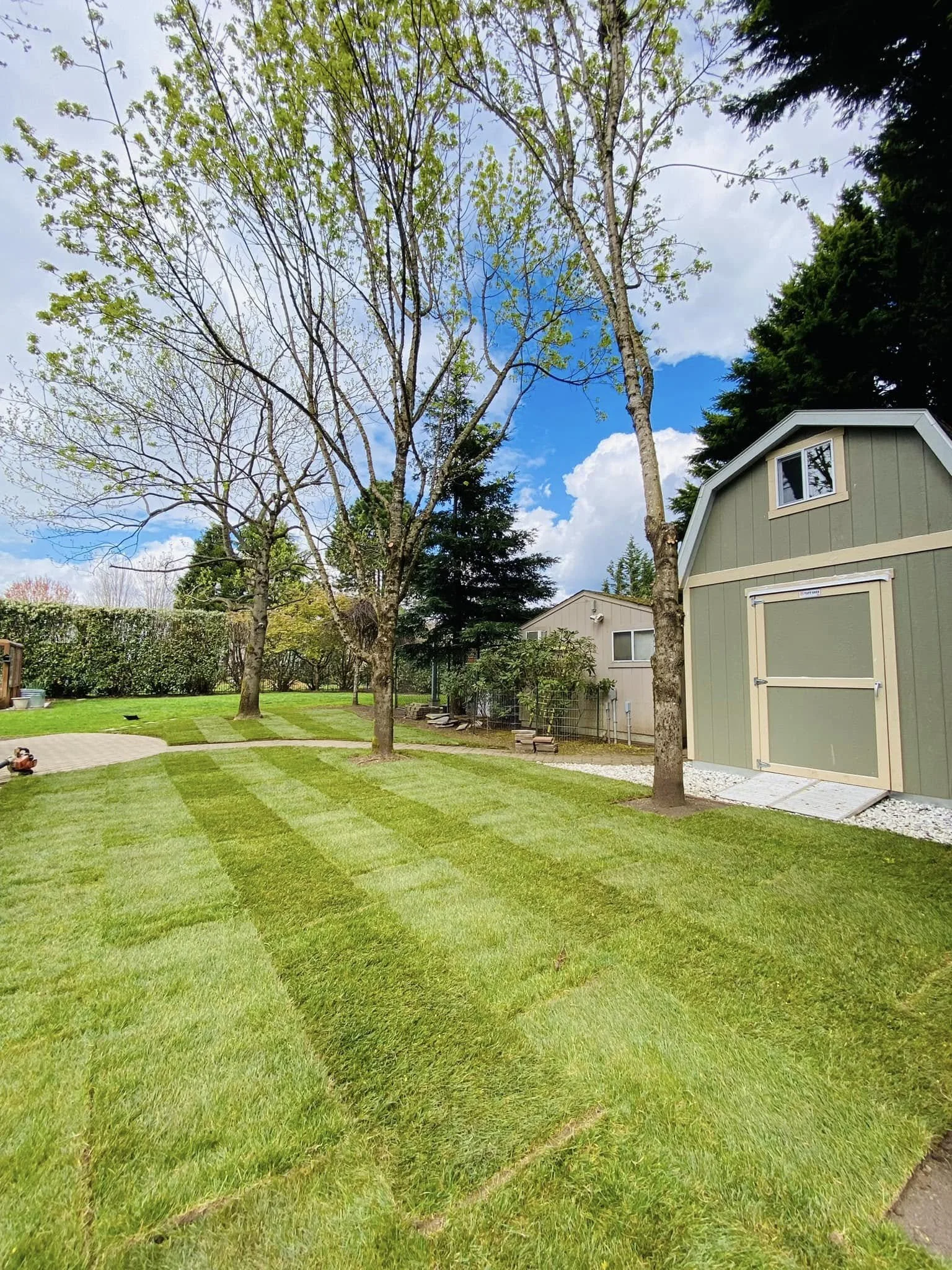 A bright green lawn with freshly mowed grass in a backyard, featuring a curved pathway, trees with budding leaves, a light green shed, and a partly cloudy sky.