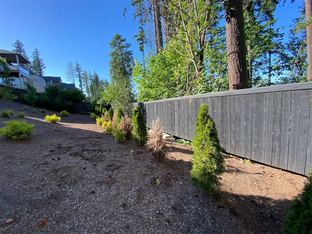 A sloped backyard with recently planted small bushes and trees, a tall dark wooden fence, and neighboring houses visible at the top of the slope. The sky is clear and blue, with tall trees in the background.