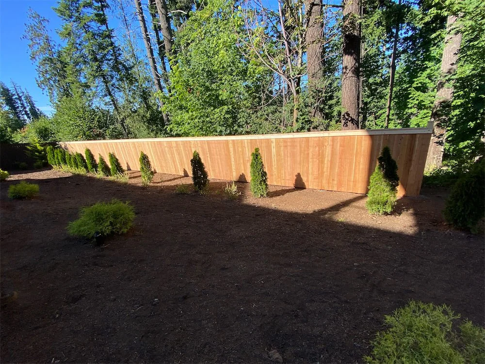 A newly built wooden privacy fence with evenly spaced small evergreen trees in front of it, surrounding a garden area with dark soil, and tall trees in the background under a clear blue sky.