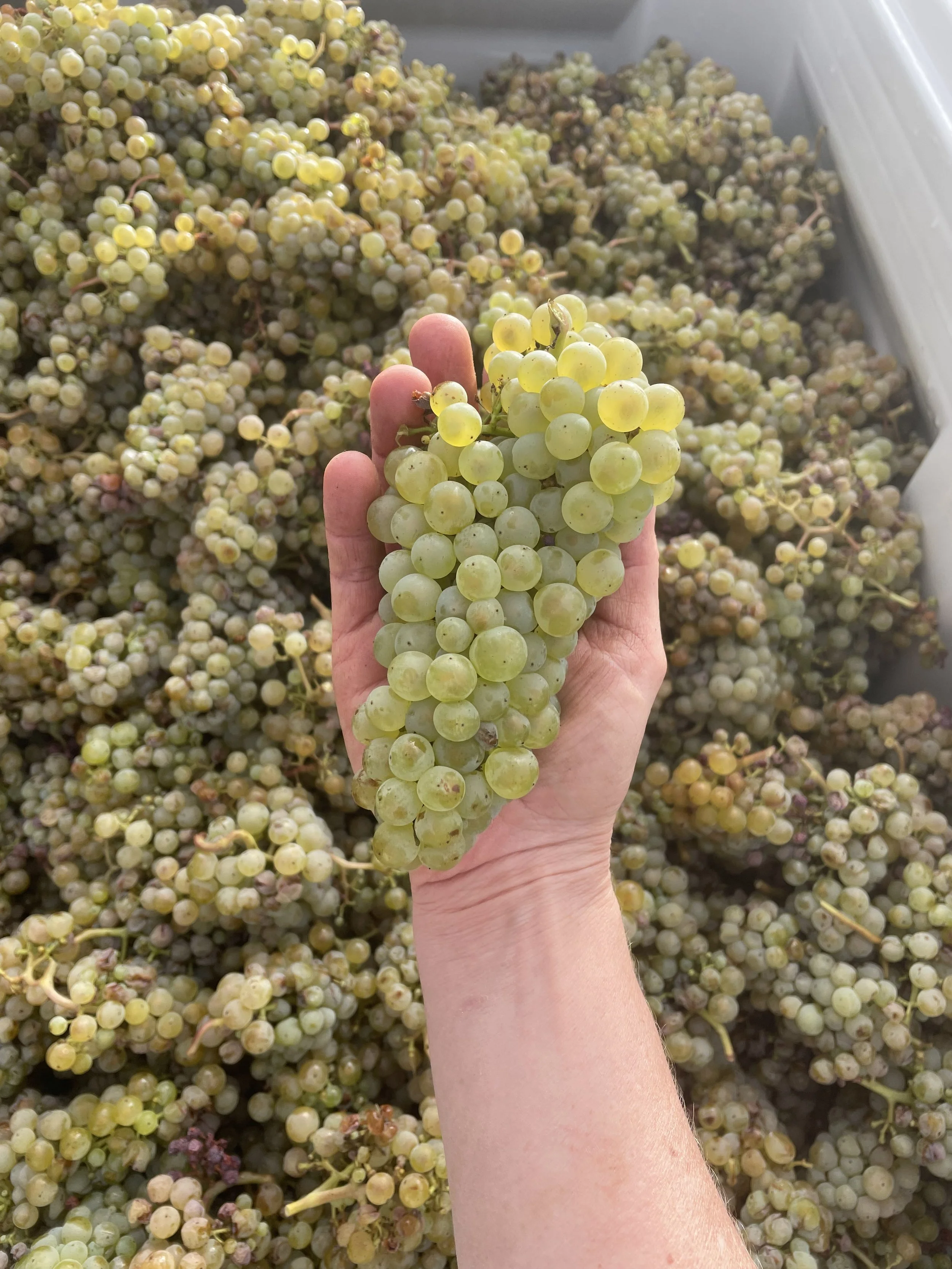 Eden Valley Premium Riesling