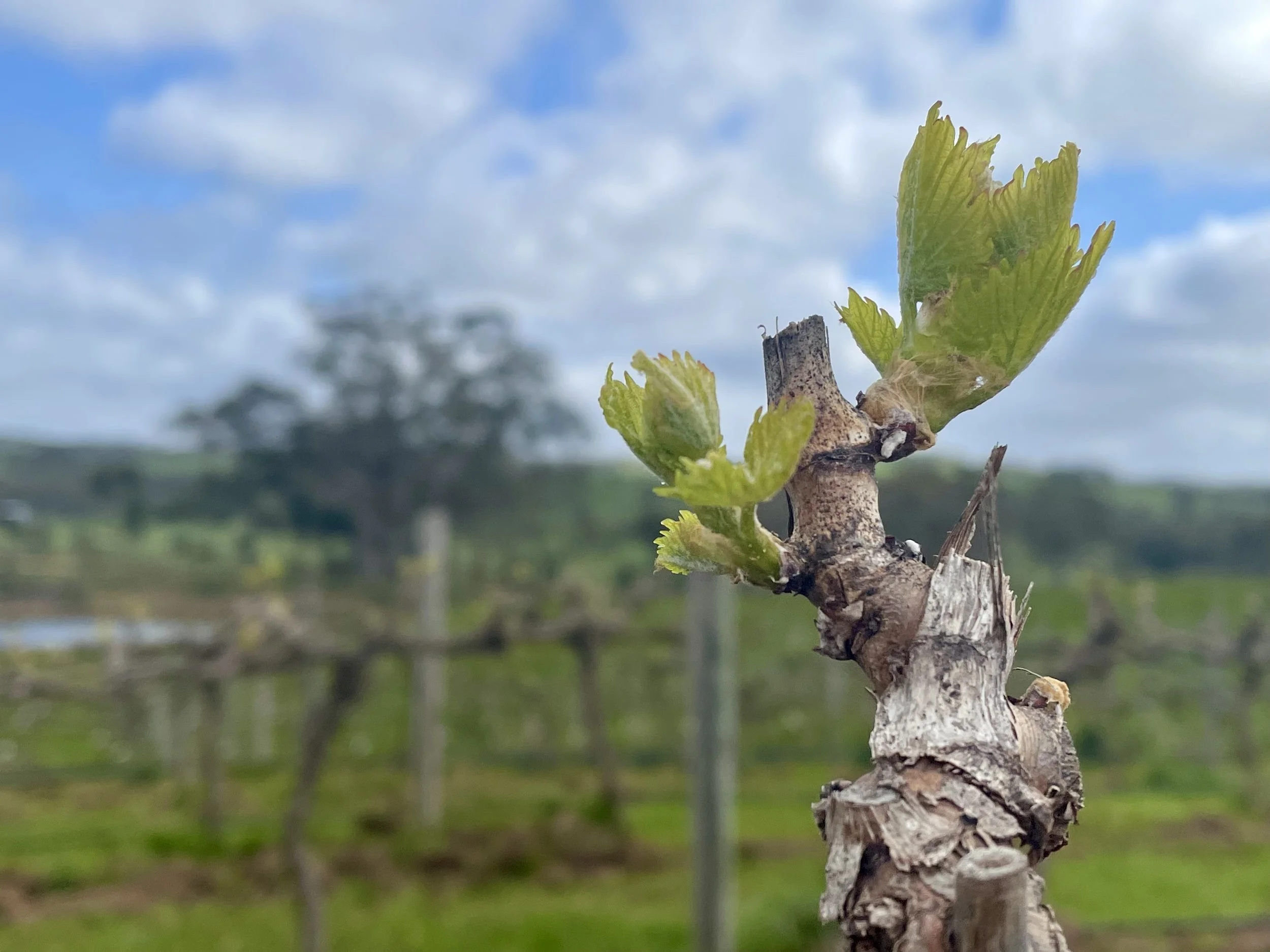 Eden Valley Premium Grenache