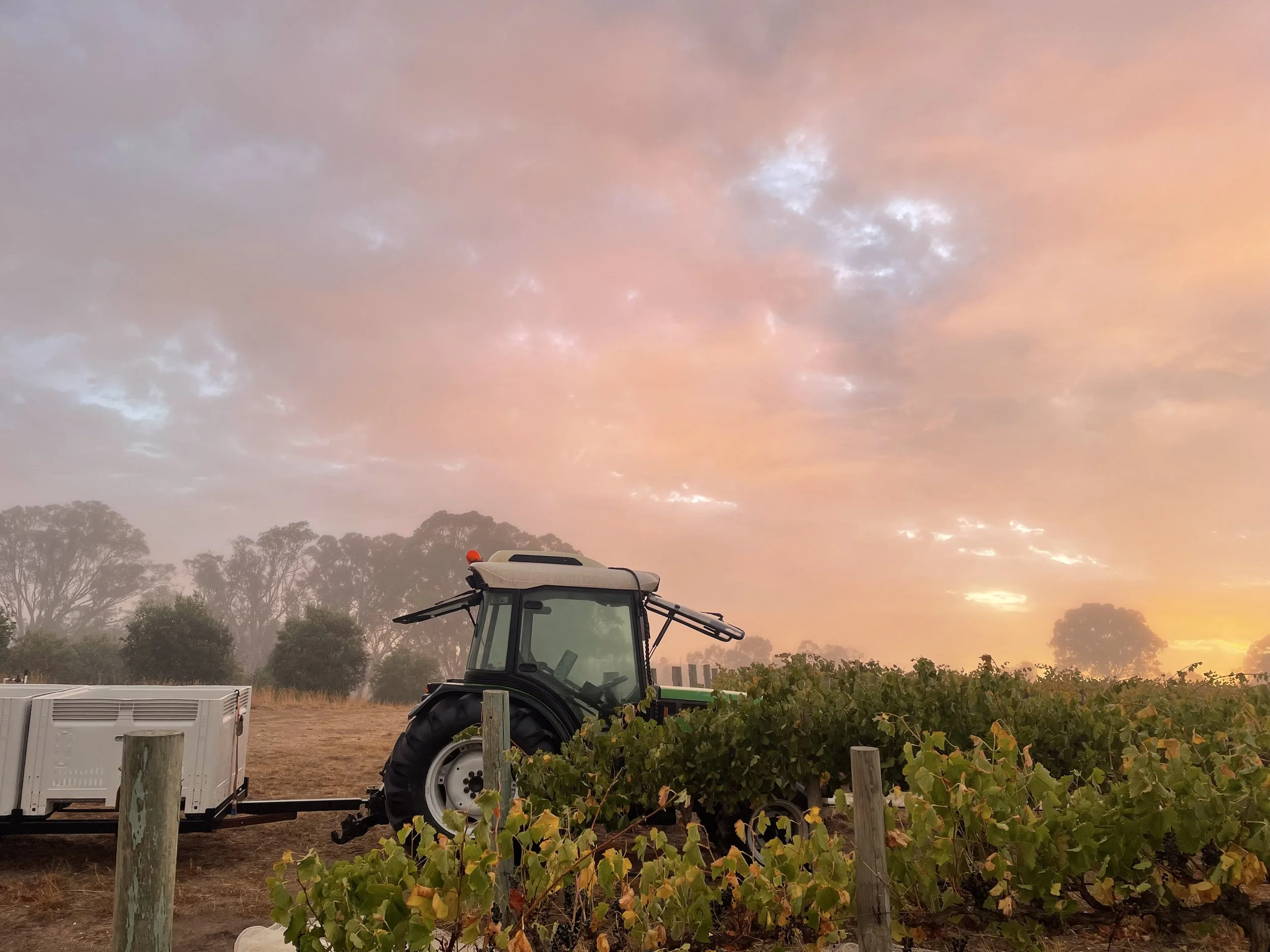 Eden Valley Premium Vineyard