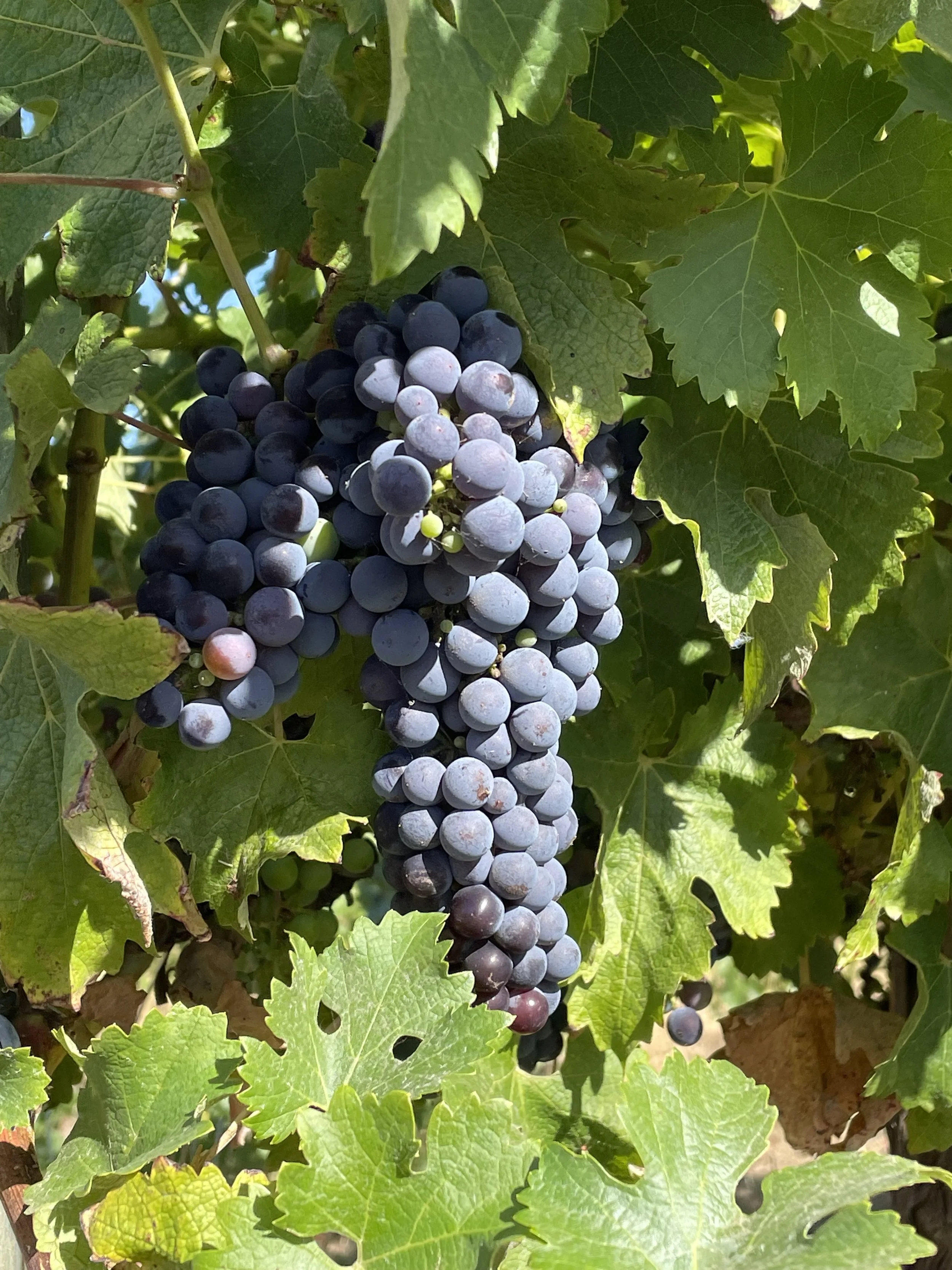 Eden Valley Premium Shiraz