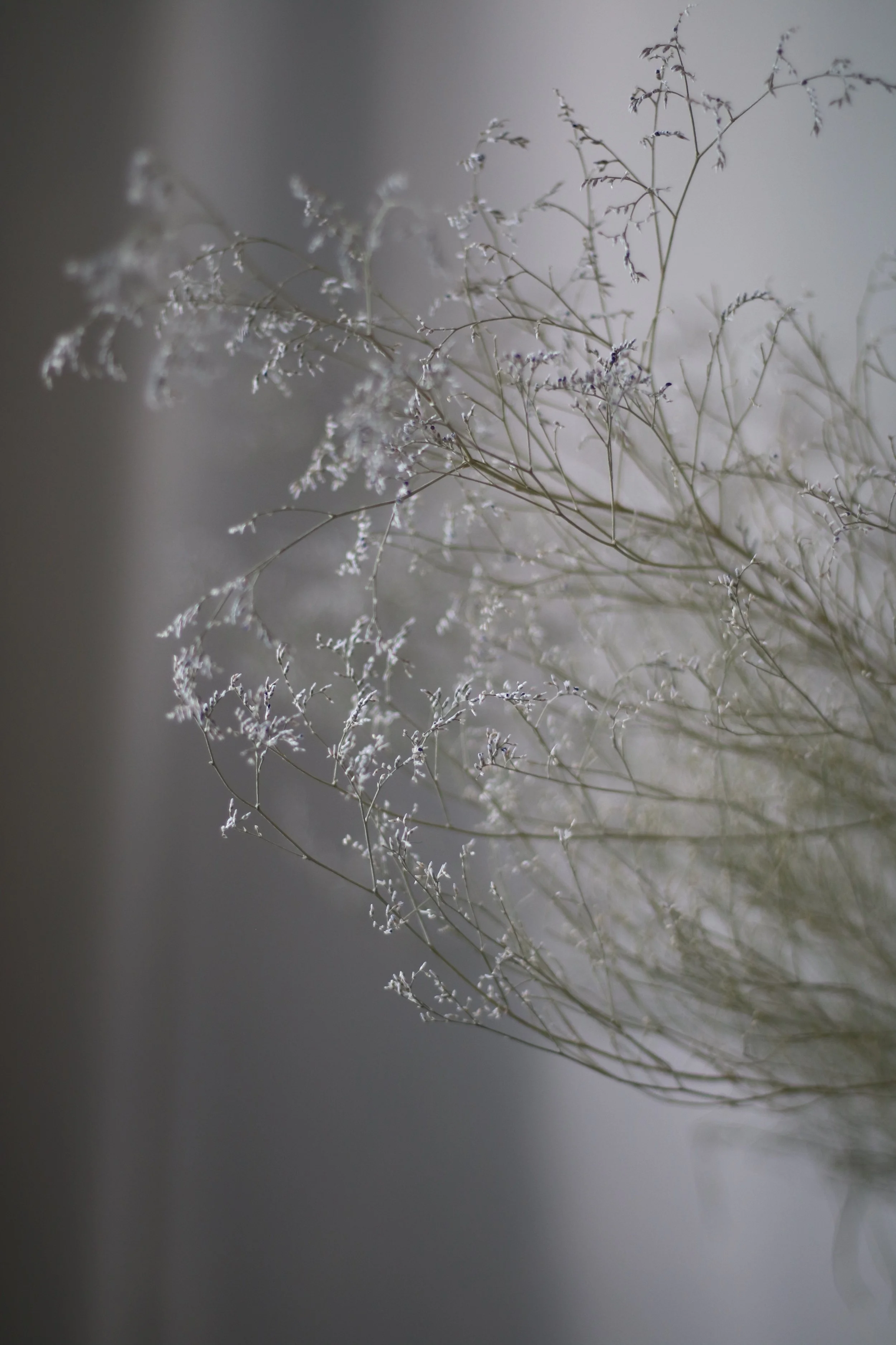 Close-up of delicate dried flowers or branches against a soft, neutral background with natural light.