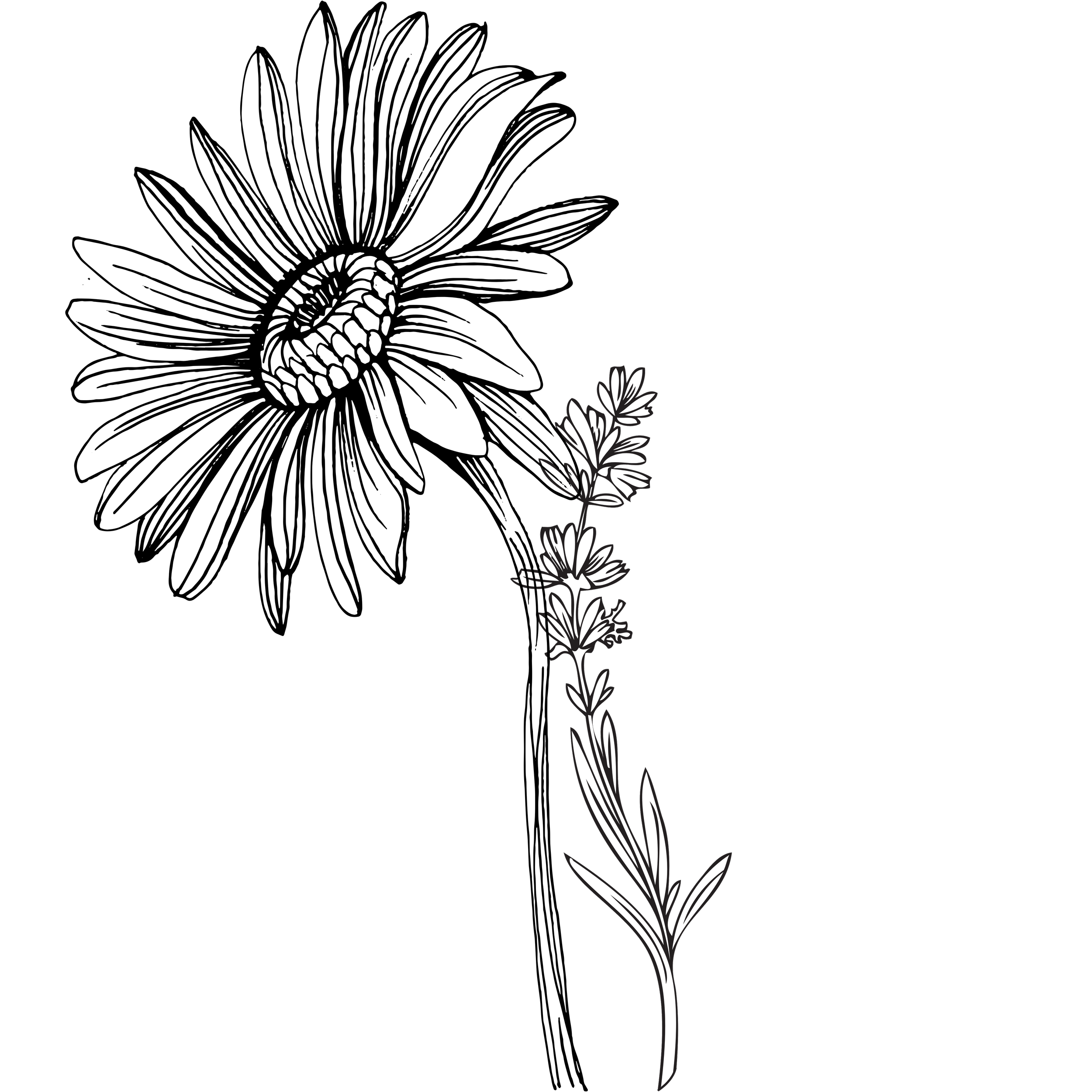 Black background with a white outline illustration of a sprig of lavender.