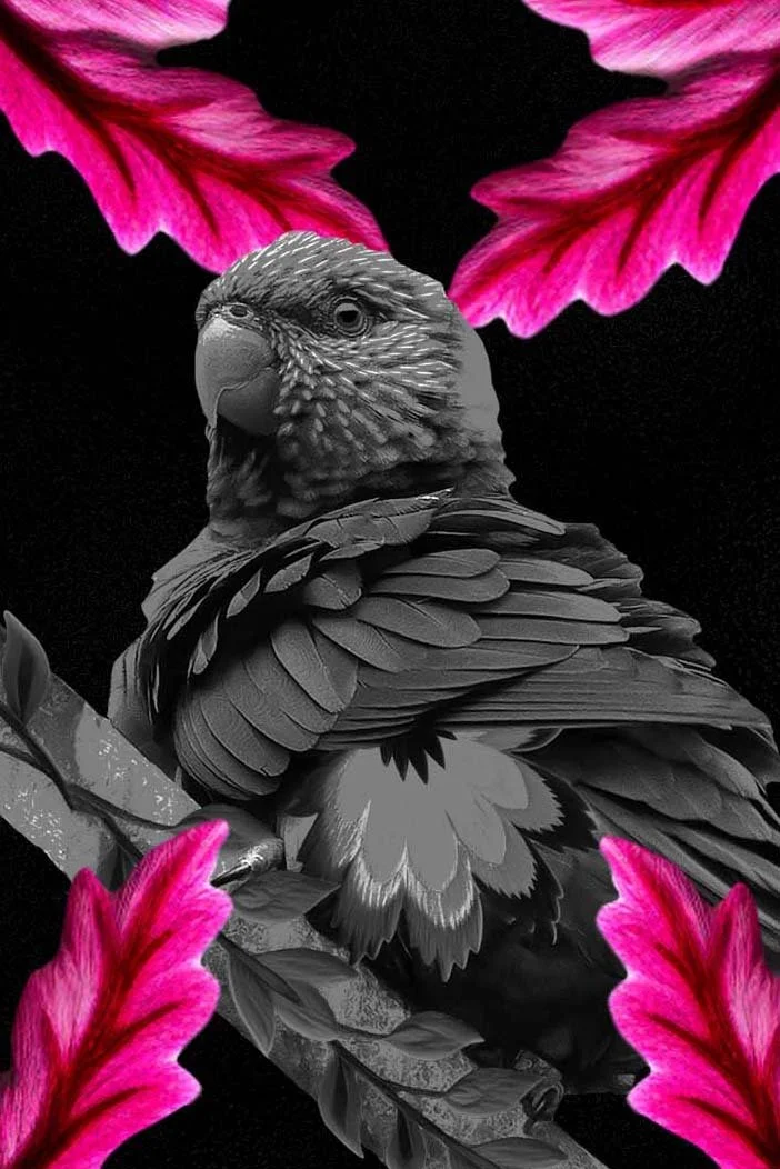 Black-parrot-pink-flower-detail.jpg