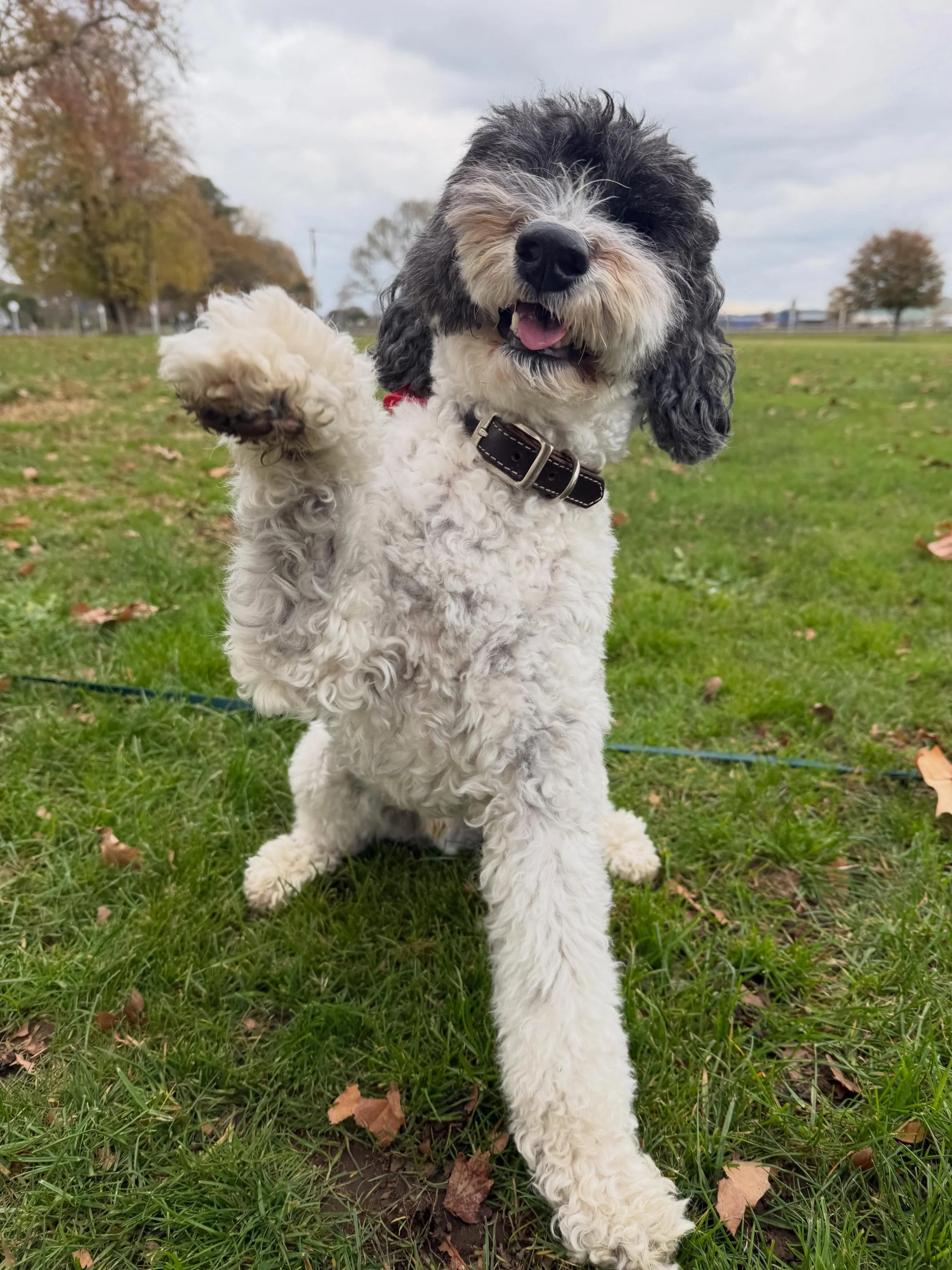 Baxter was a perfect host this weekend! He can be a little funny with strangers sometimes but he welcomed me with open arms and he&rsquo;s been the cuddliest little companion. 💗