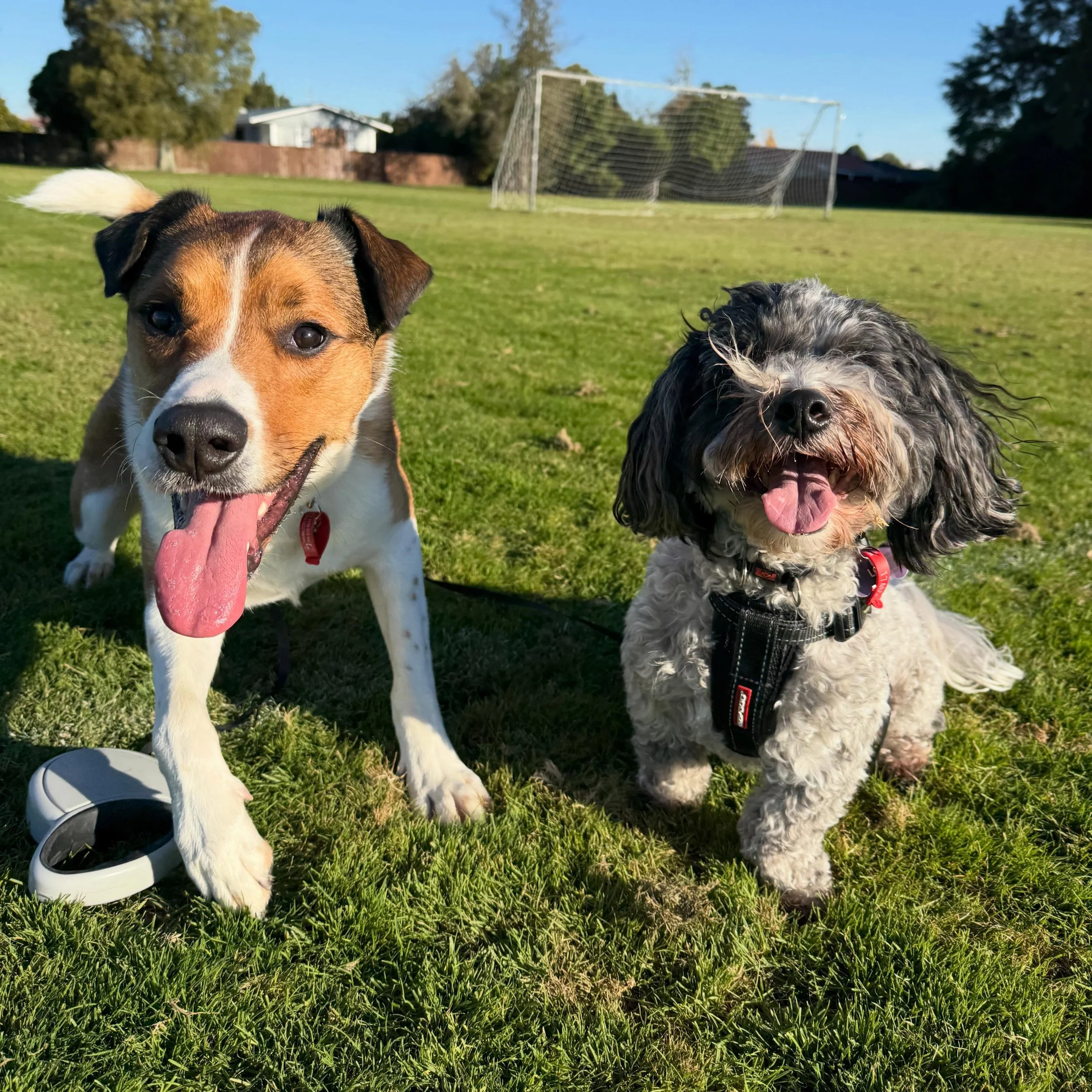 Lucky enough to spend the last week house-sitting and looking after Max &amp; Leo 🐾💛 So many cuddles, walks, treats, and funny little moments that made the week feel extra special. They&rsquo;ve truly been the best company!