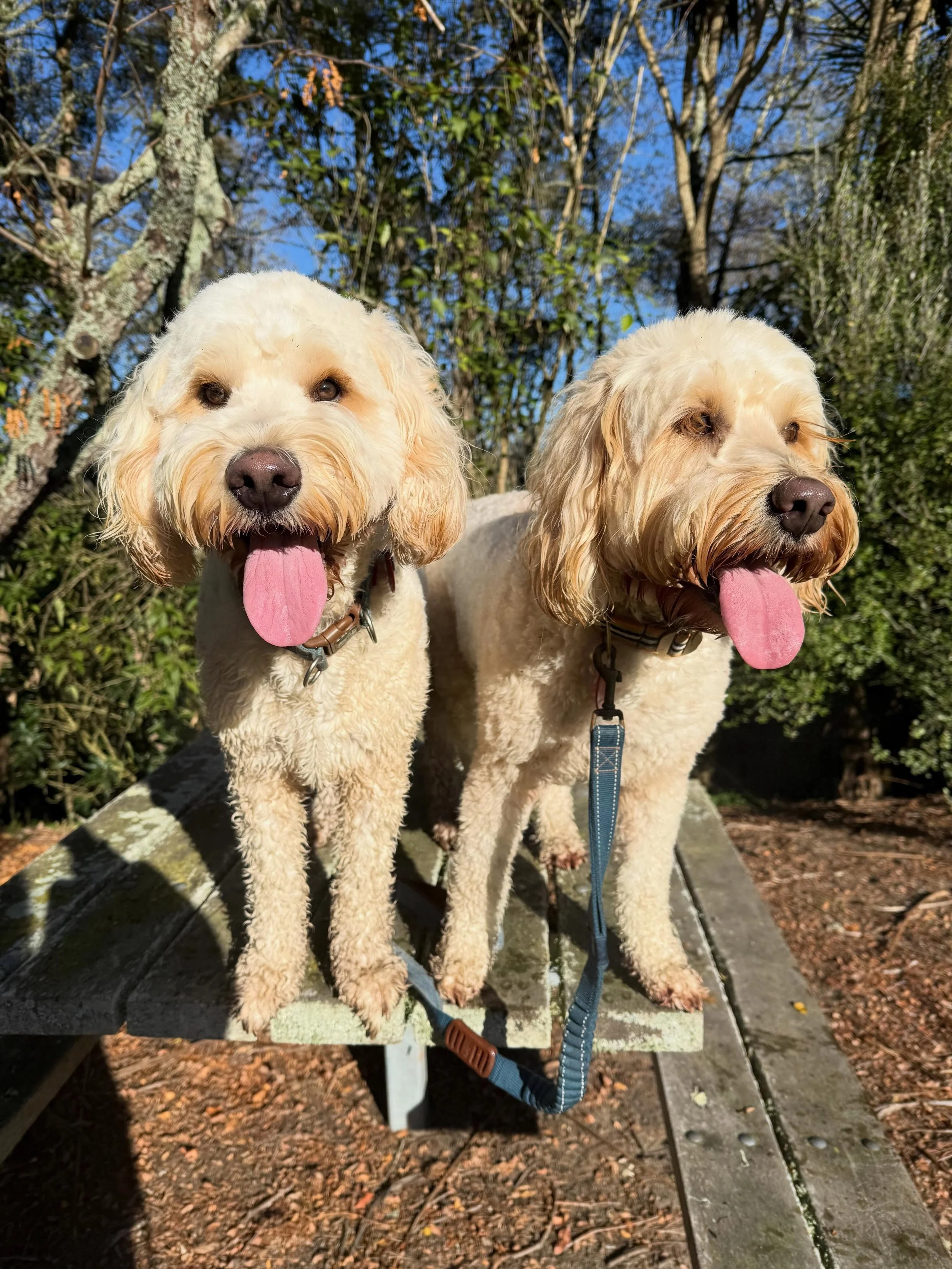 Another successful walk with Maggie and Bear, nothing beats sunshine and dogs 💗☀️