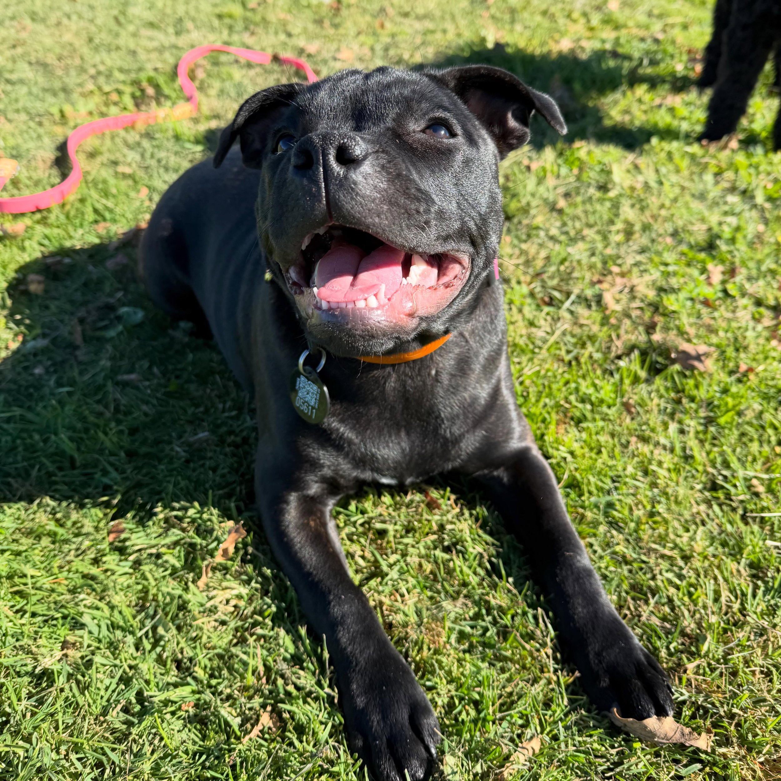 Meet Pip! She stayed with me for a few days and was such a fun, happy puppy! She is only 4 months old so we helped keep her training consistent while also having fun! 😊💗
