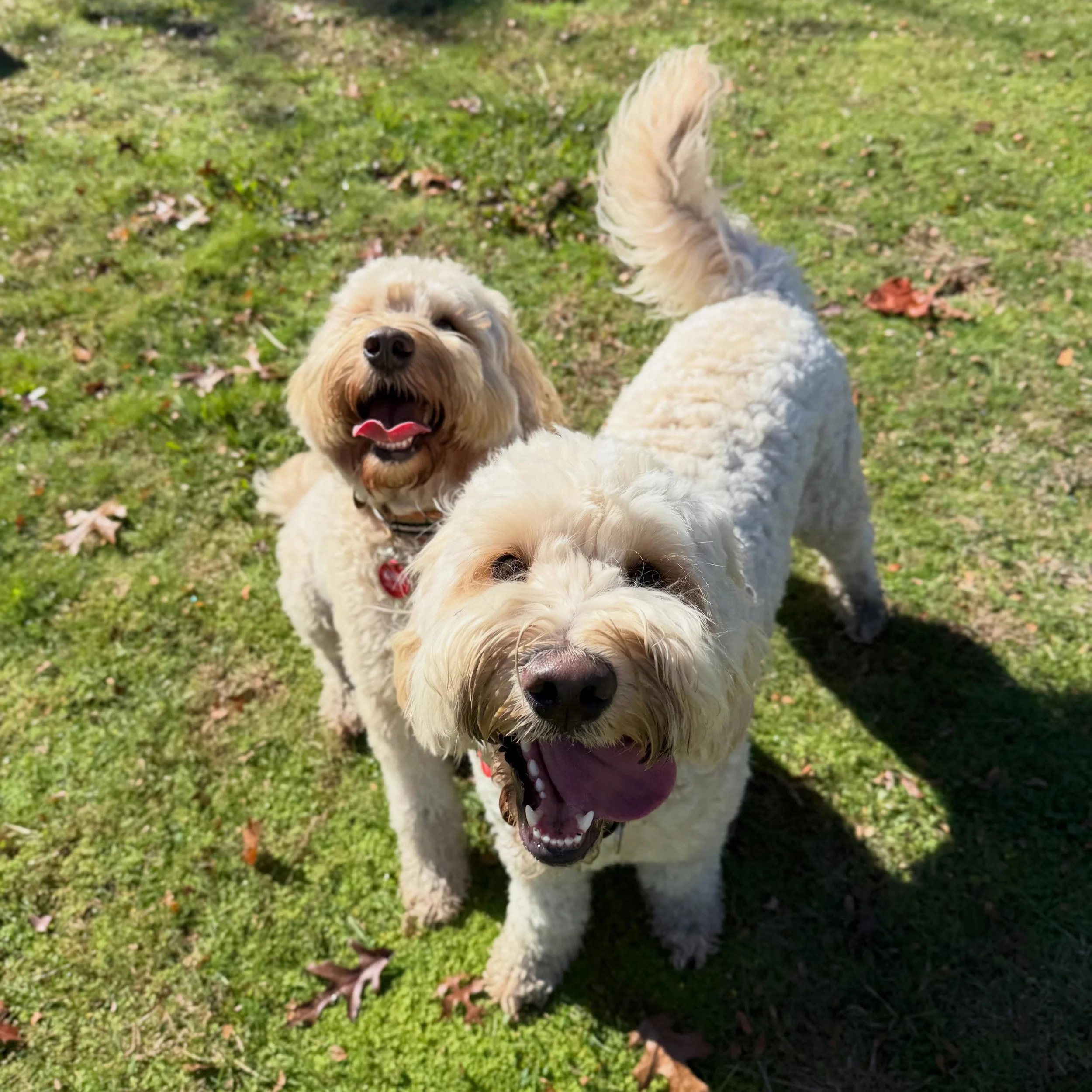 Today&rsquo;s walk with Maggie &amp; Bear! Always such a pleasure to walk these cuties💗