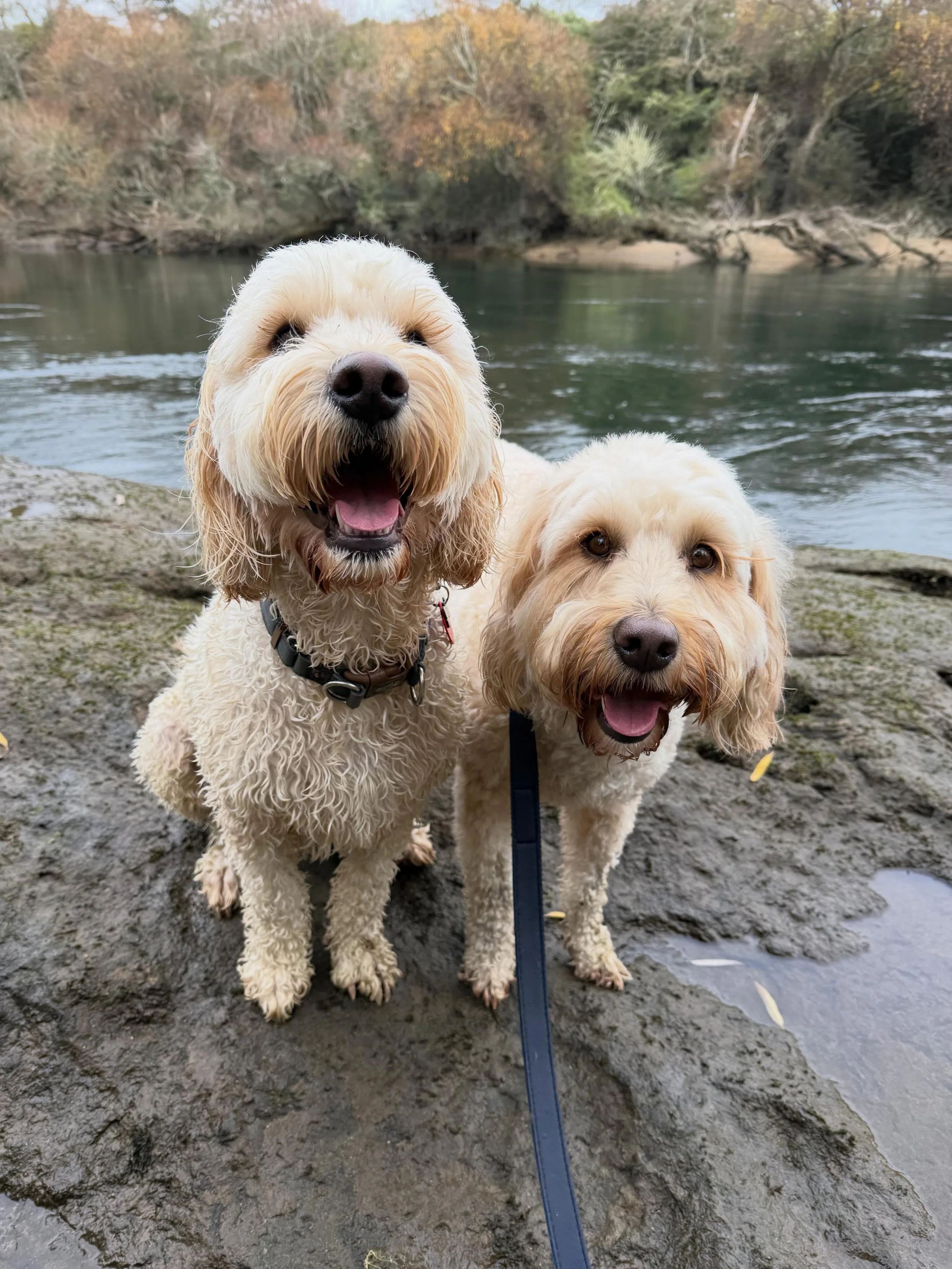 The rain doesn&rsquo;t stop the fun with these guys! Maggie and Bear LOVED the rain and it made it our adventures even more fun 💗