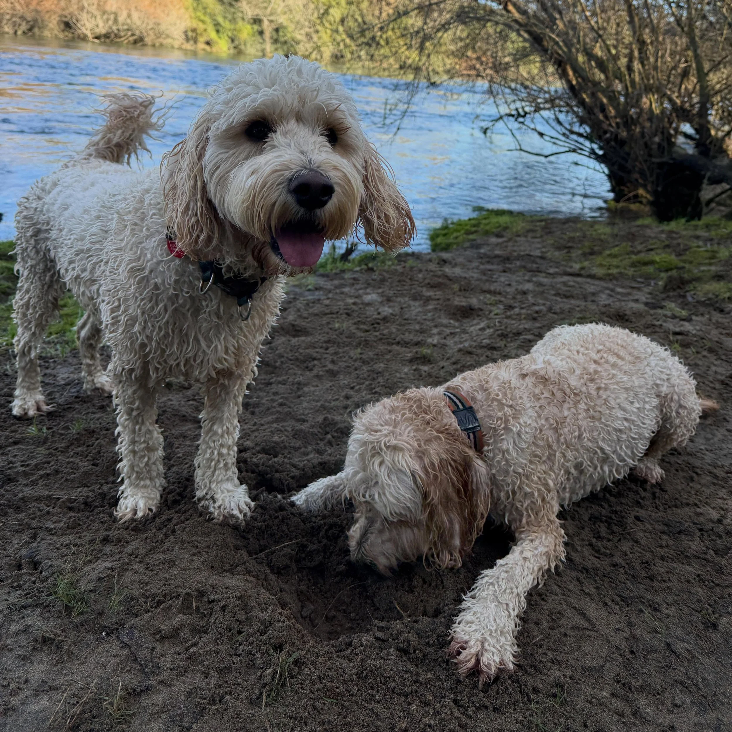 Nothing but fun with these 2! Lots of sniffaris and digging happening today. ☀️

Did you know&hellip;?
Sniffing provides mental stimulation, helps reduce stress, builds confidence and can tire a dog out just as much as physical exercise. Digging is a