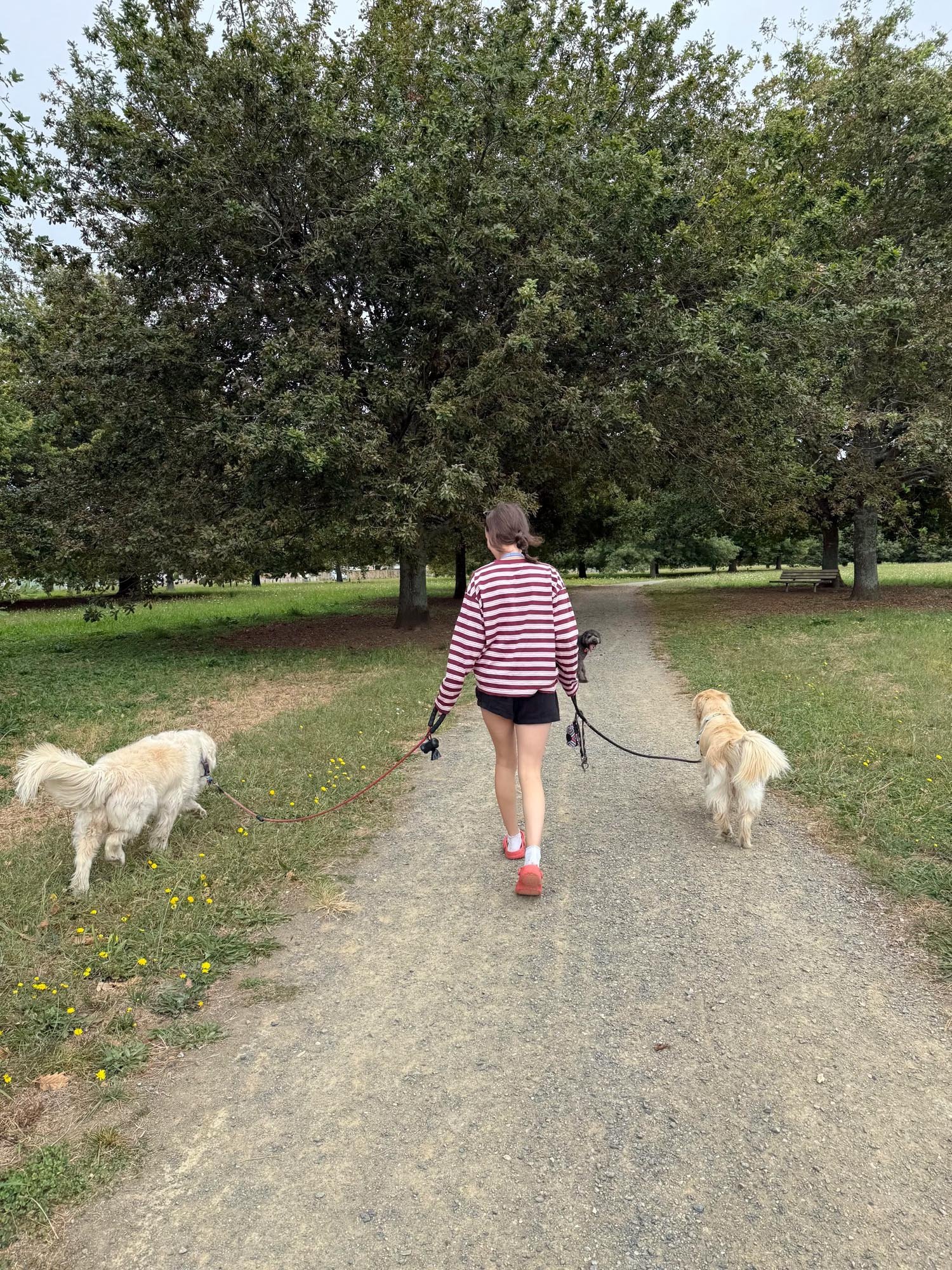 On lead dog walking Waikato