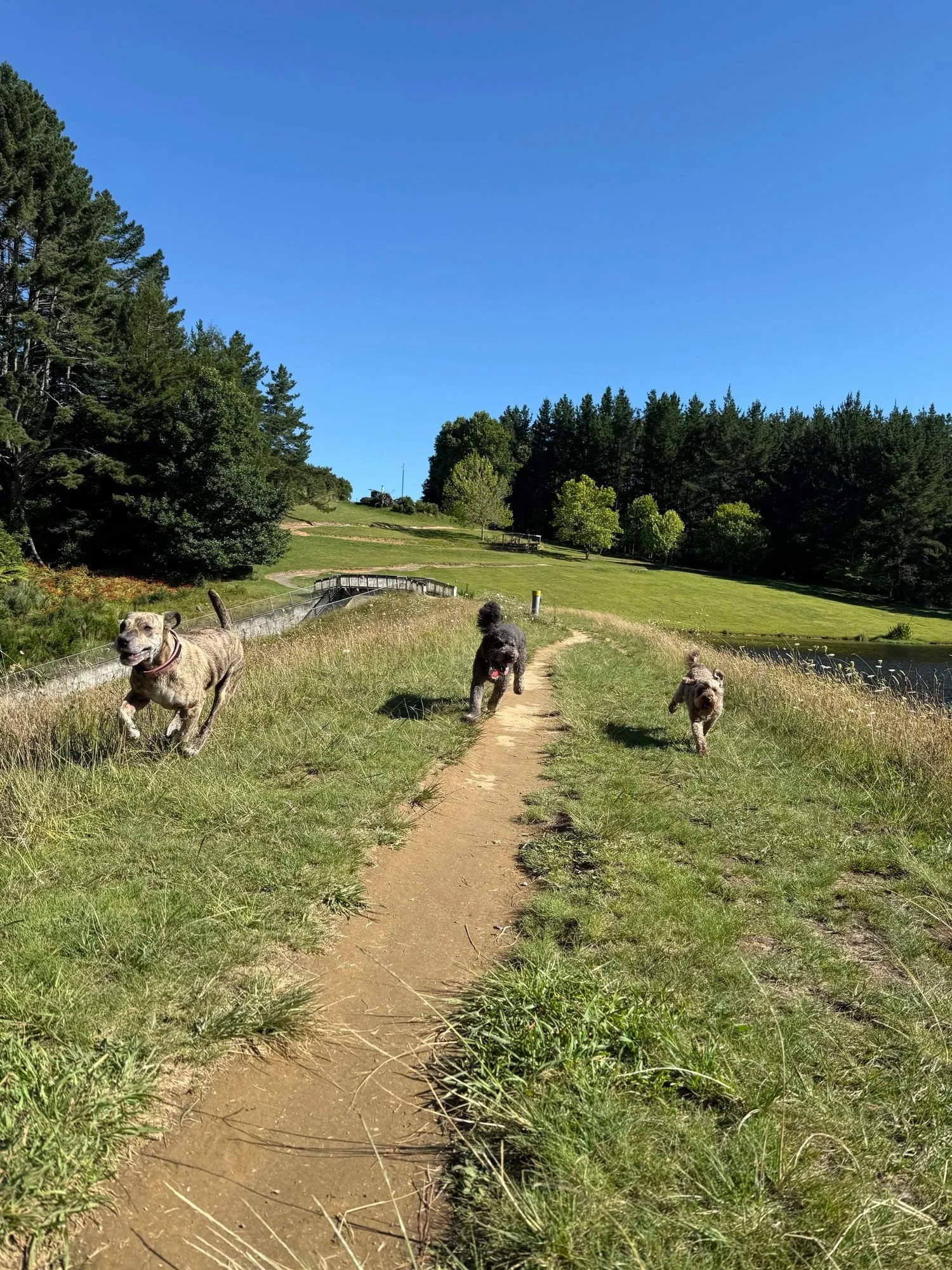 Off lead adventure walks for dogs, hamilton and cambridge