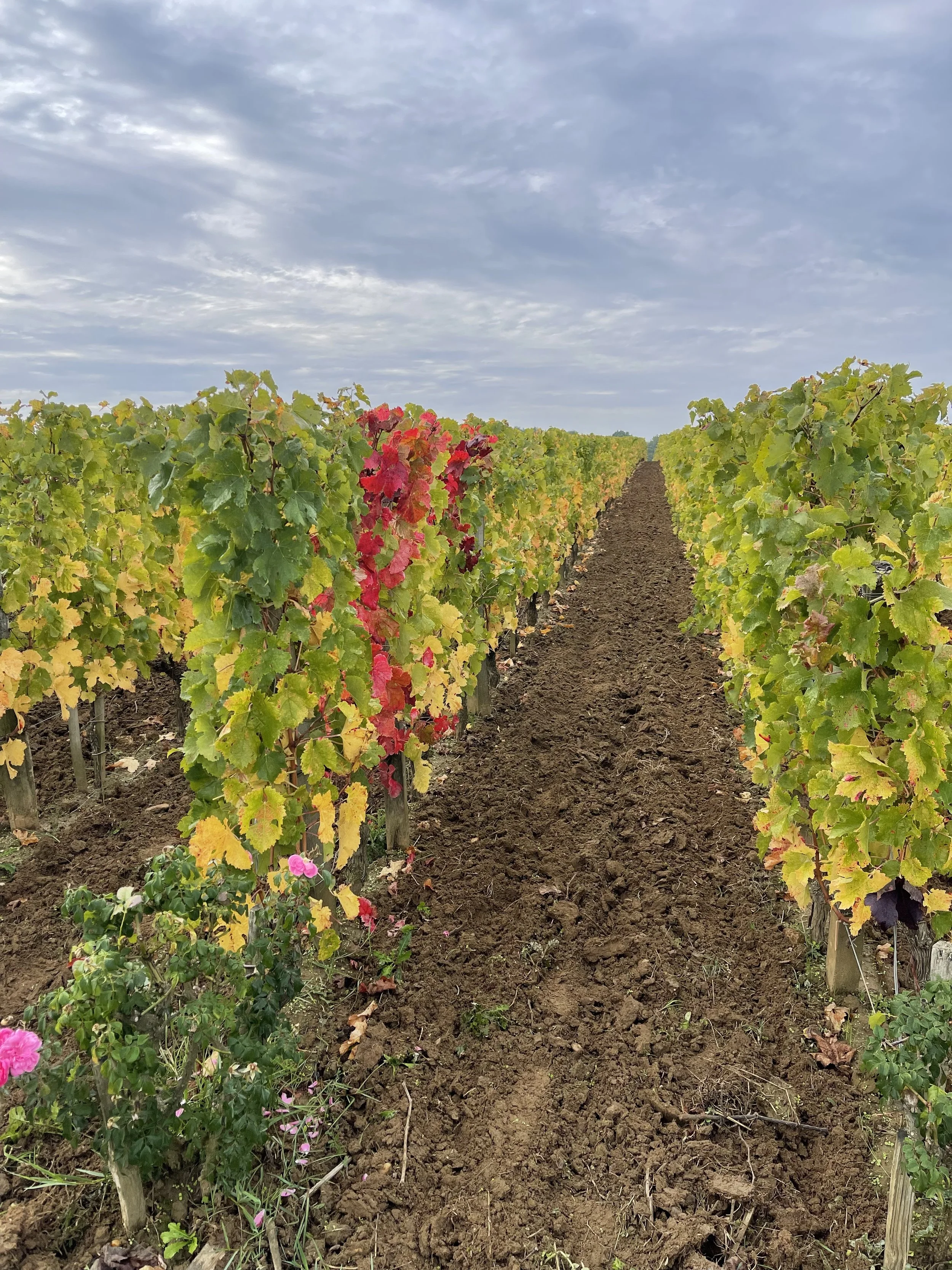 Early History & Migration: Empires, Monasteries & the Making of Wine Culture