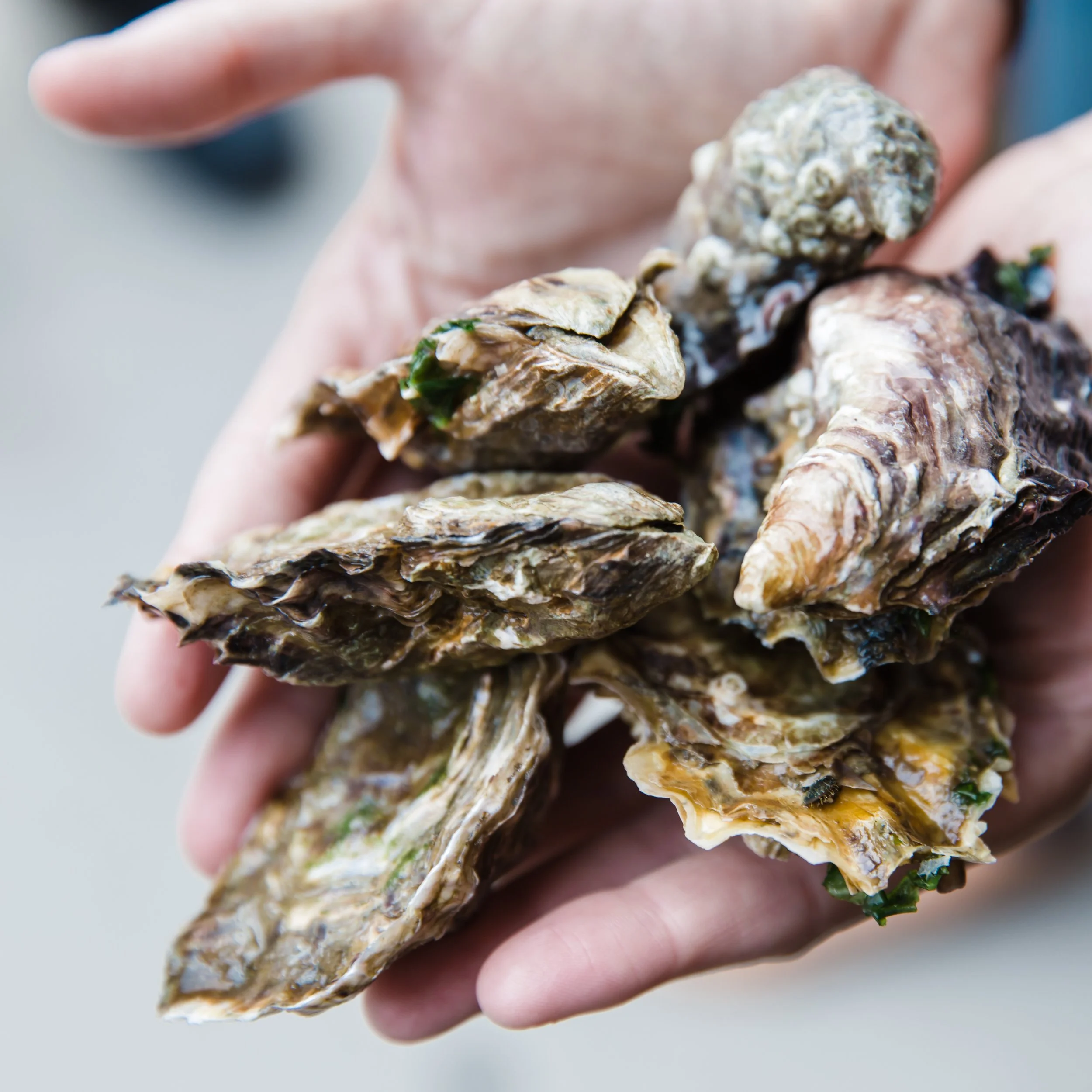 Oyster School with Chef Klein