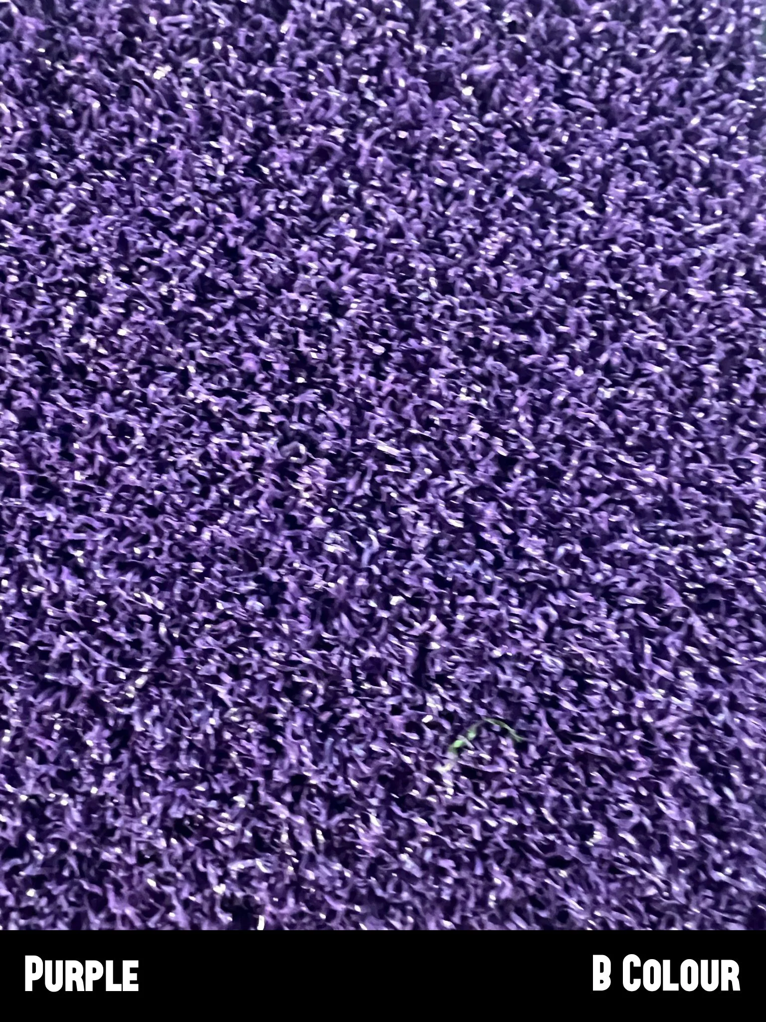 Purple.jpg