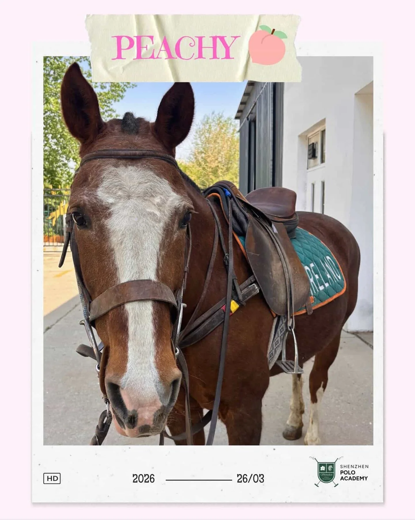 Over the next few weeks, we&rsquo;ll be introducing some of our ponies at Shenzhen Polo Academy! 🐴

First up is Peachy 🍑, who is our Club Manager Oliver&rsquo;s absolute favourite. Peachy is the definition of a &ldquo;sweetheart.&rdquo; She&rsquo;s