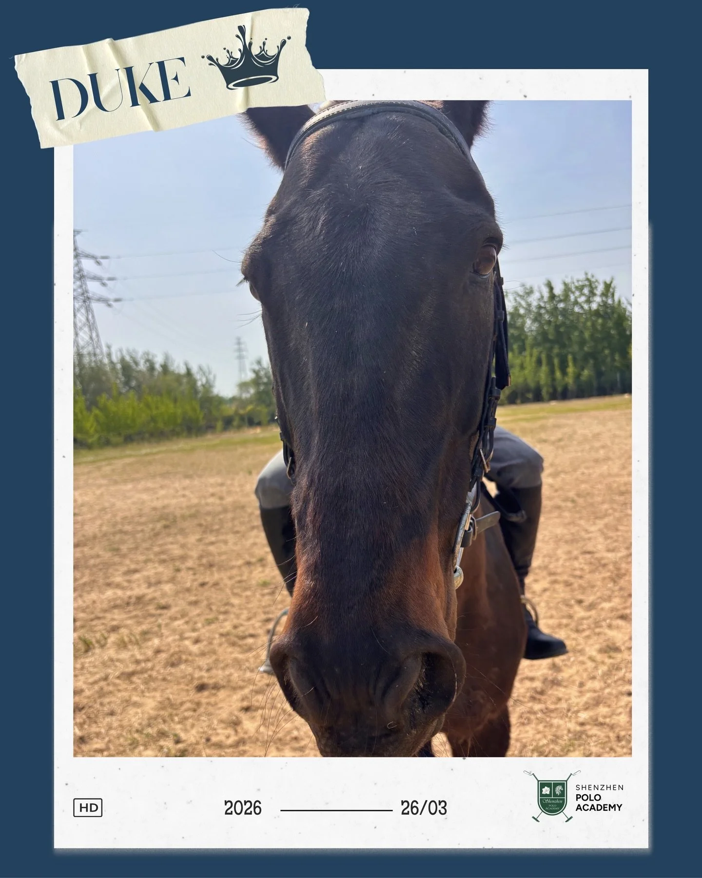 A distinguished older gelding🤴, Duke is our resident gentle giant. Calm, collected, and well-mannered, he is perfect for beginners and a horse you will always feel safe on. Duke responds quickly to light leg aids and naturally finds the correct lead
