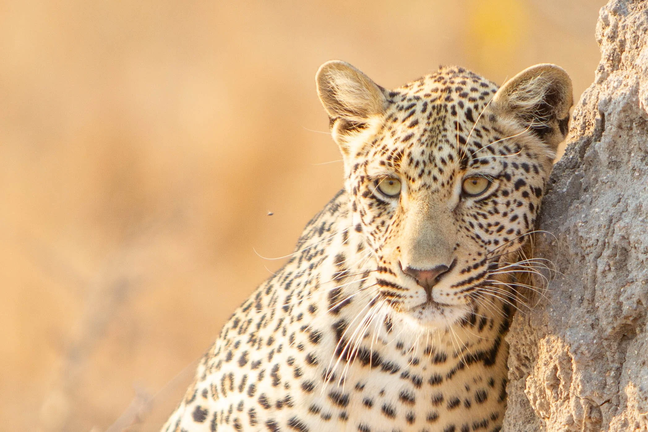 Leopard staring at lion